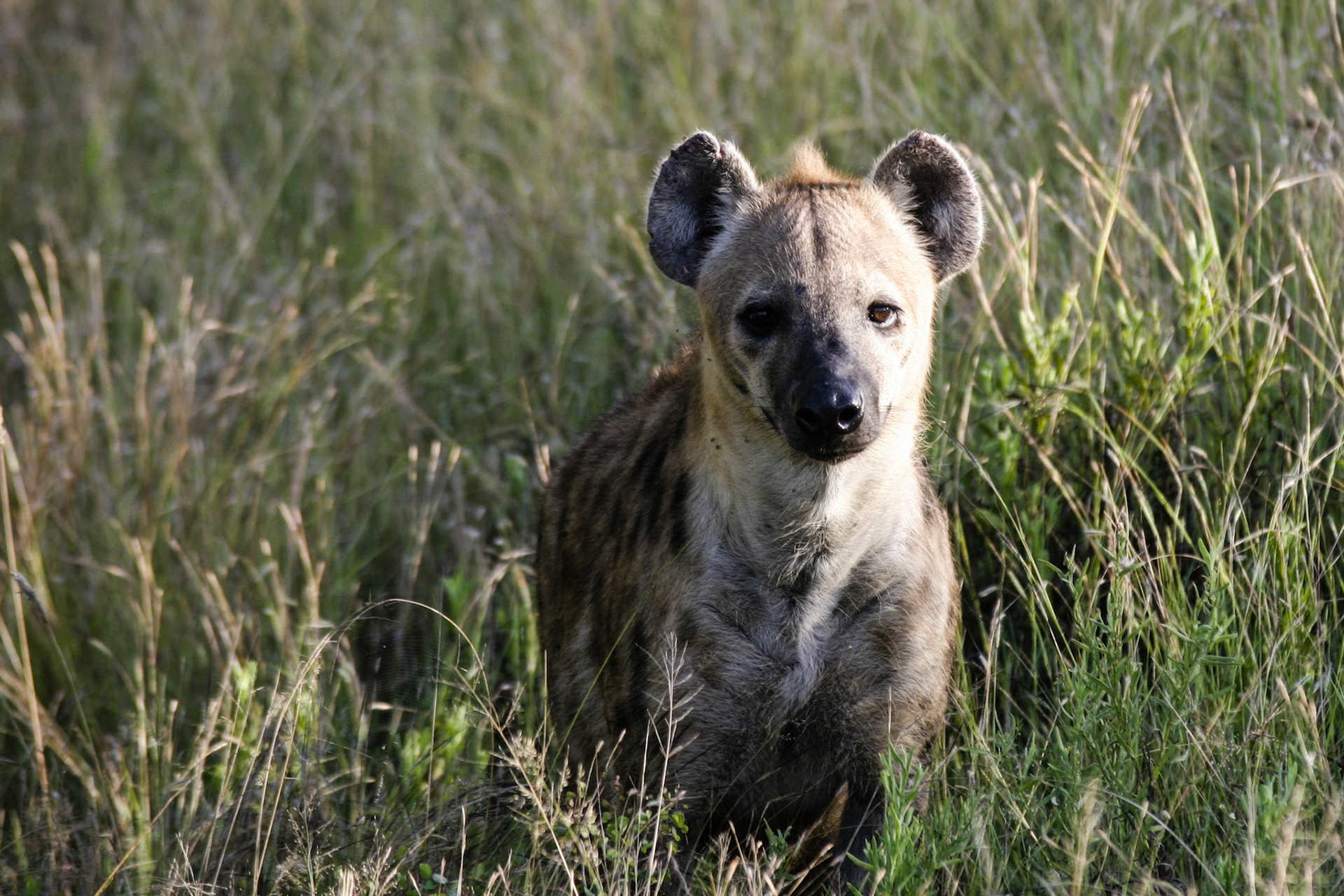 Young Hyena by the side of the Road - Kruger National Park South Africa