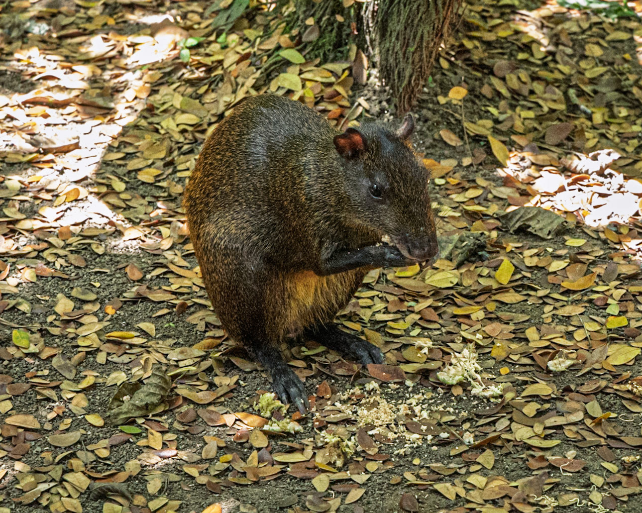 Jaguar Rescue Centre, Agouti