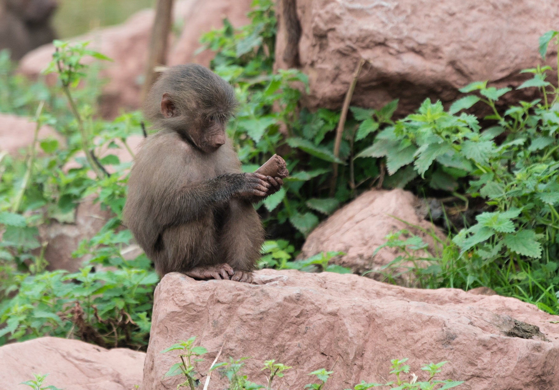 South Lakeland Safari Zoo