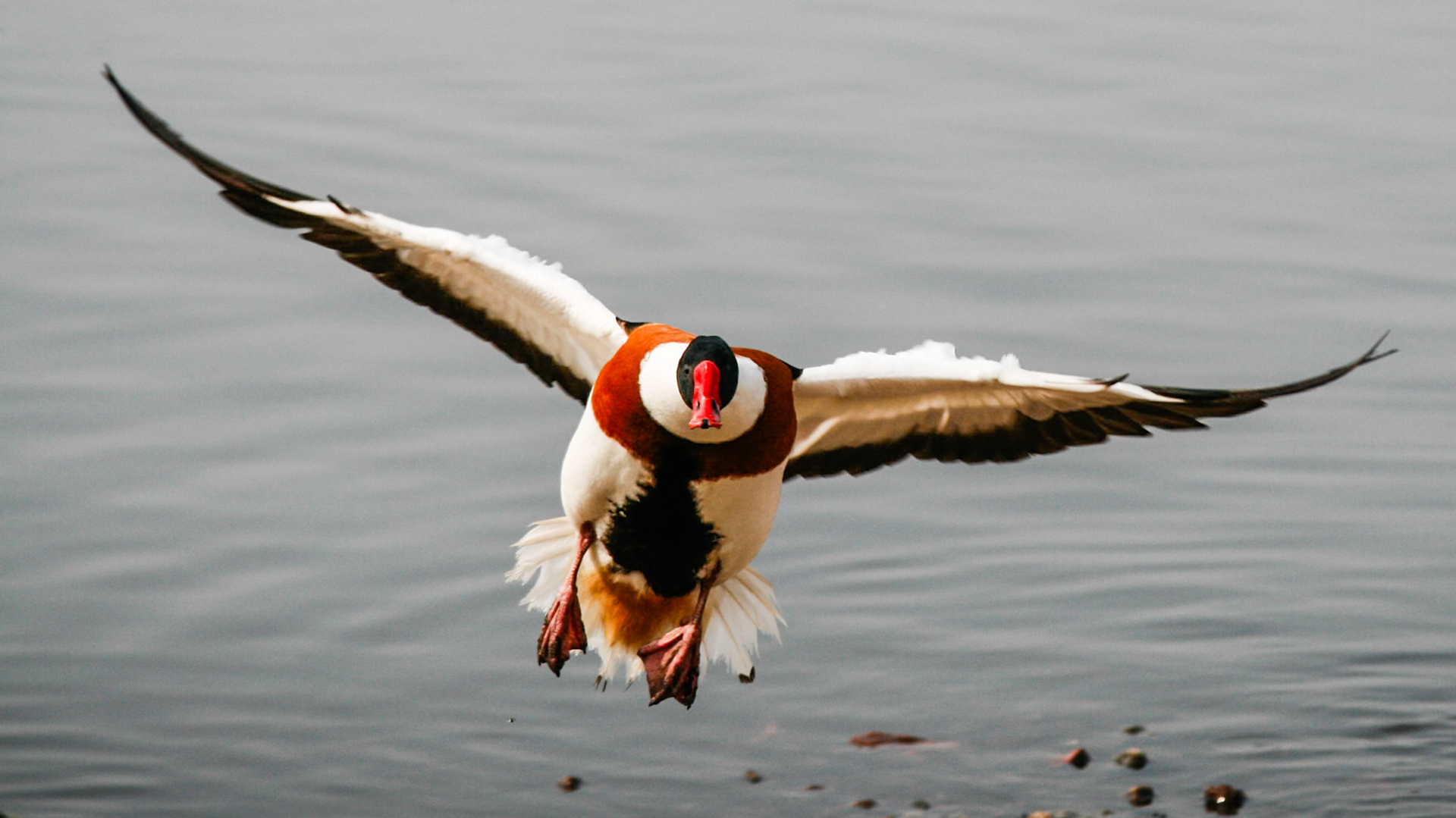 WWT Martin Mere