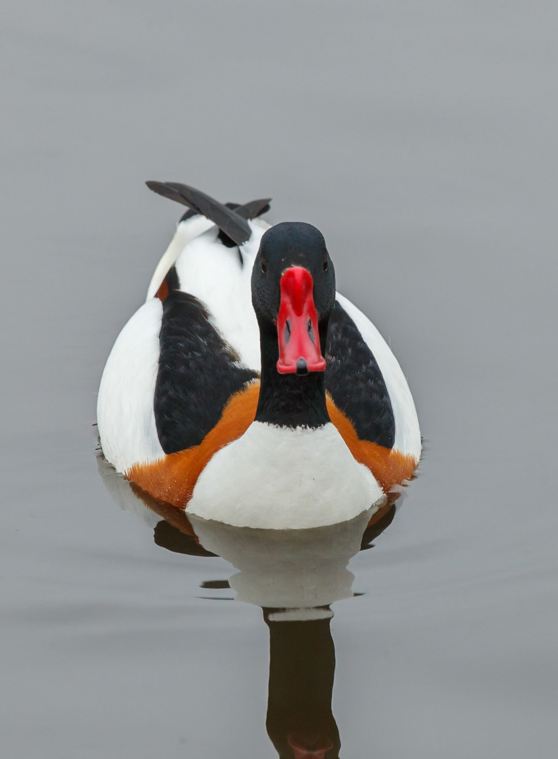 WWT Martin Mere