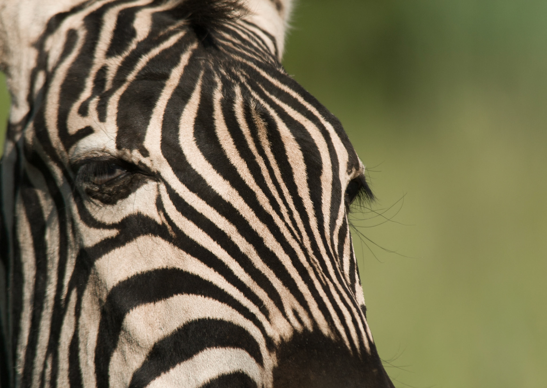 Who is eyeballing who - Rhino and Lion Nature Reserve SA