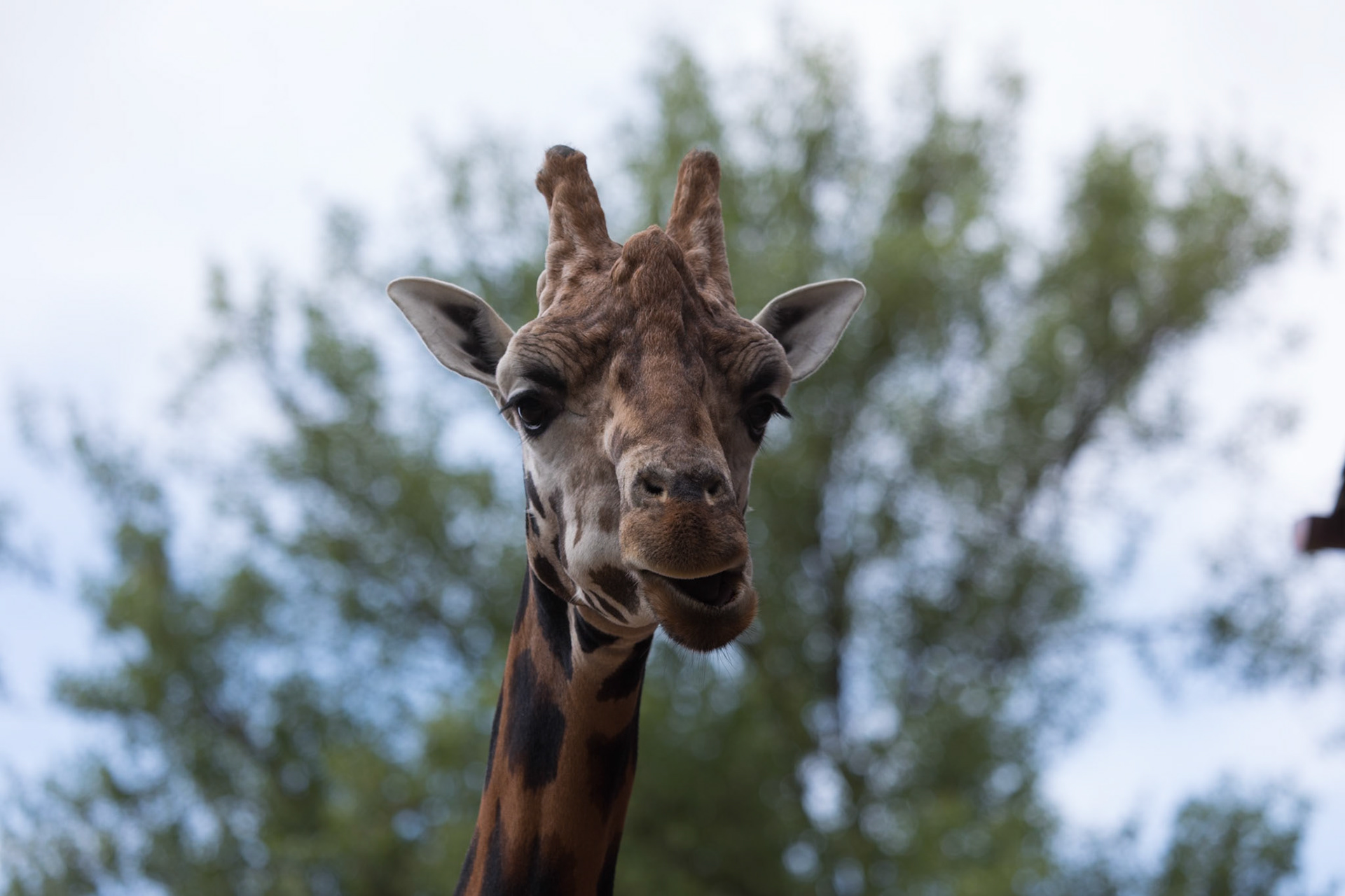Chester Zoo 2017