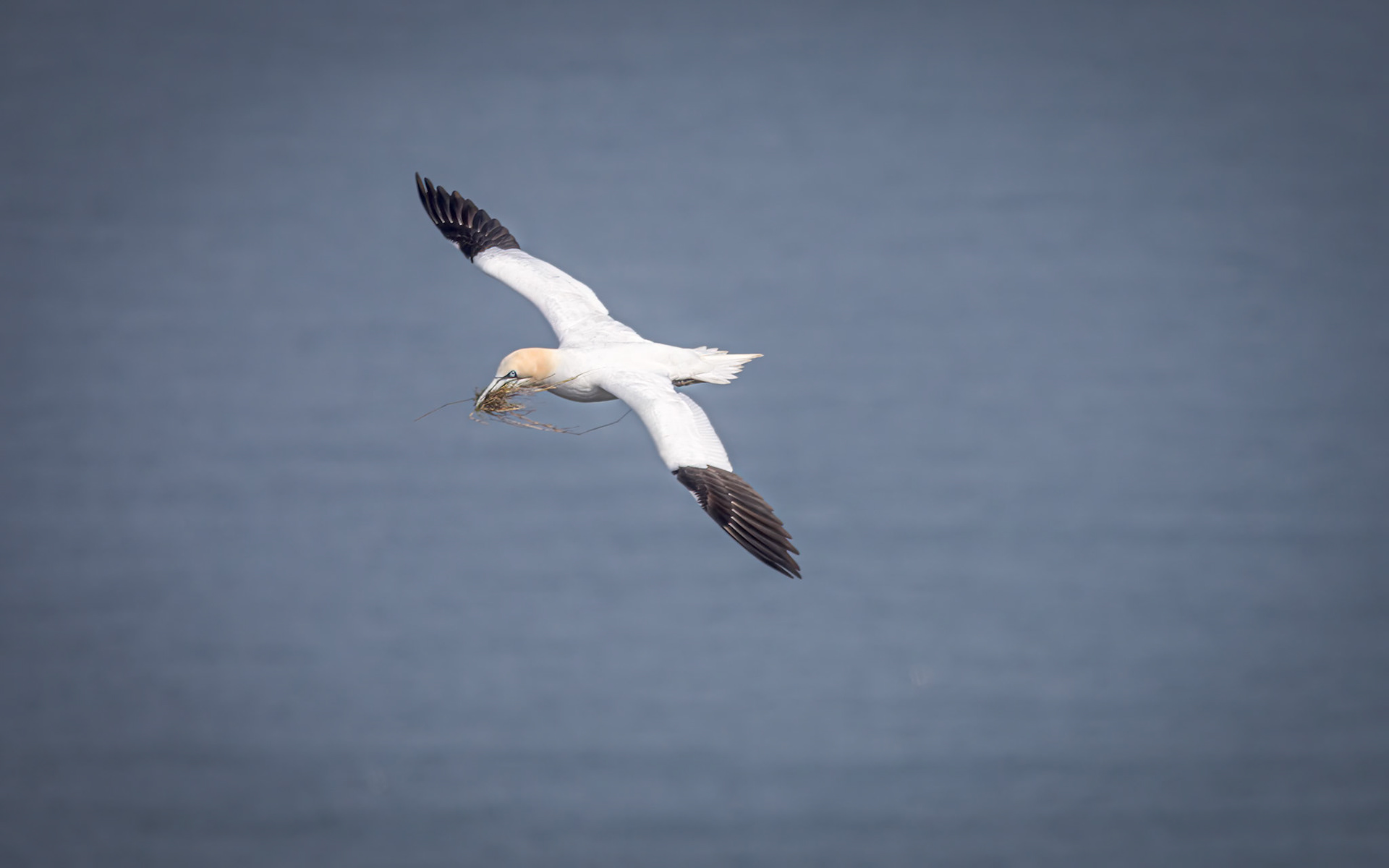 Gannet, RSPB Bempton