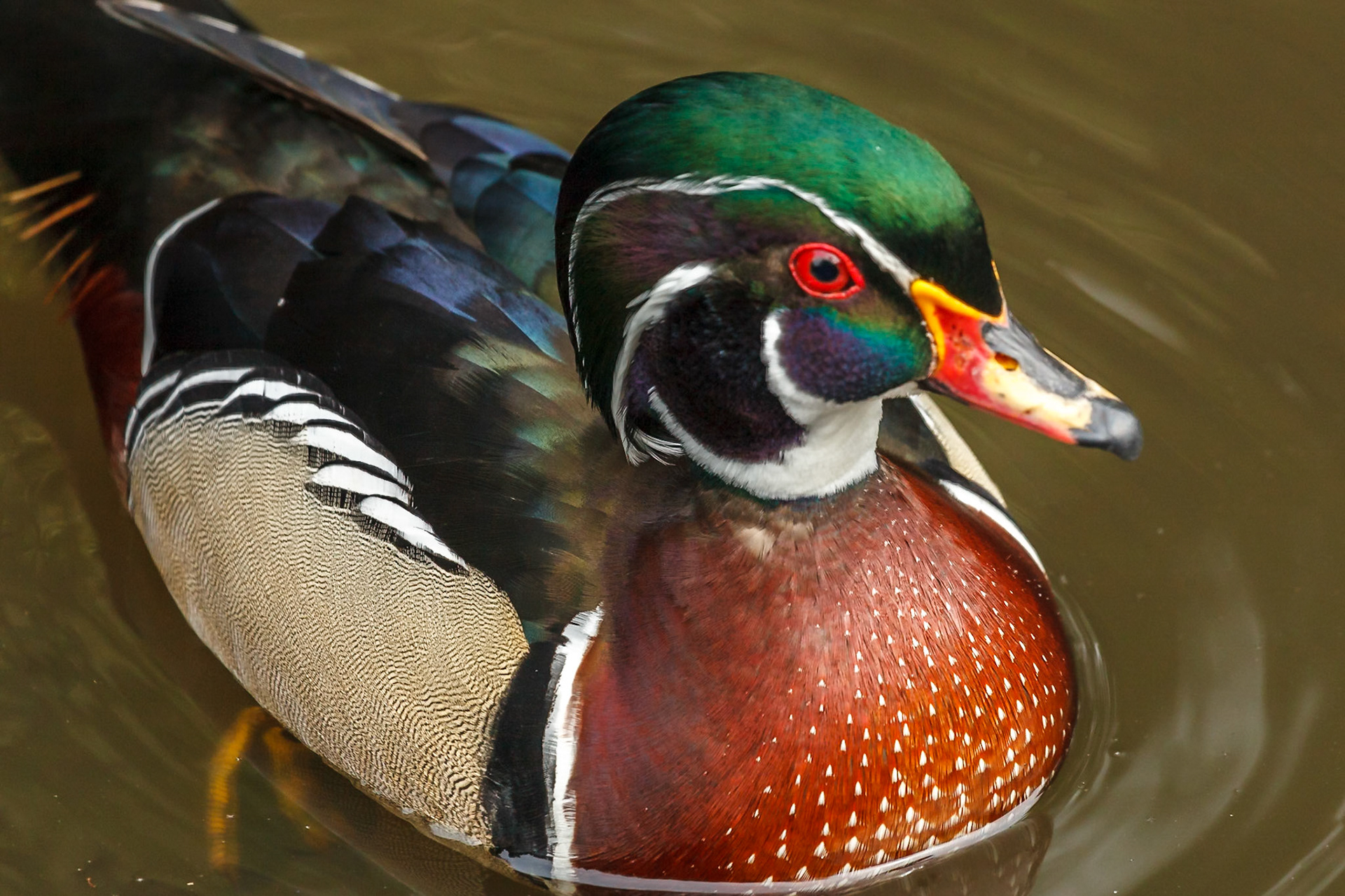 WWT Martin Mere