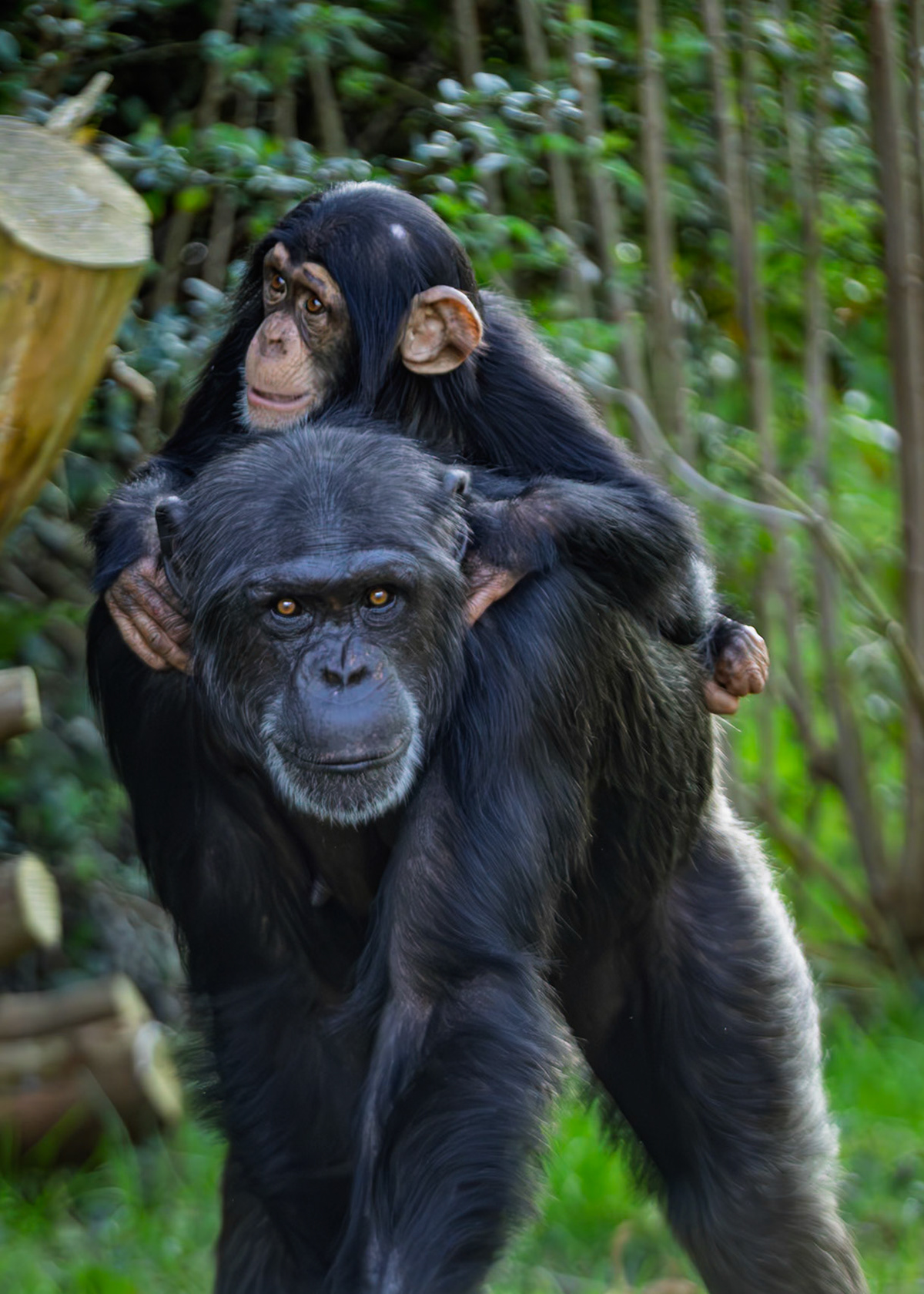 Chimpanze - Chester Zoo