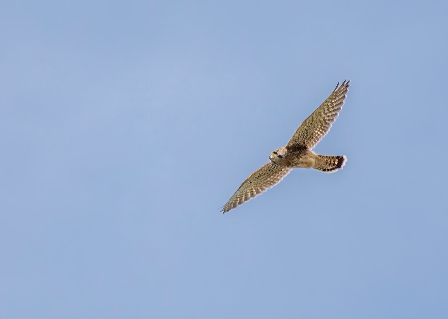 Kestral