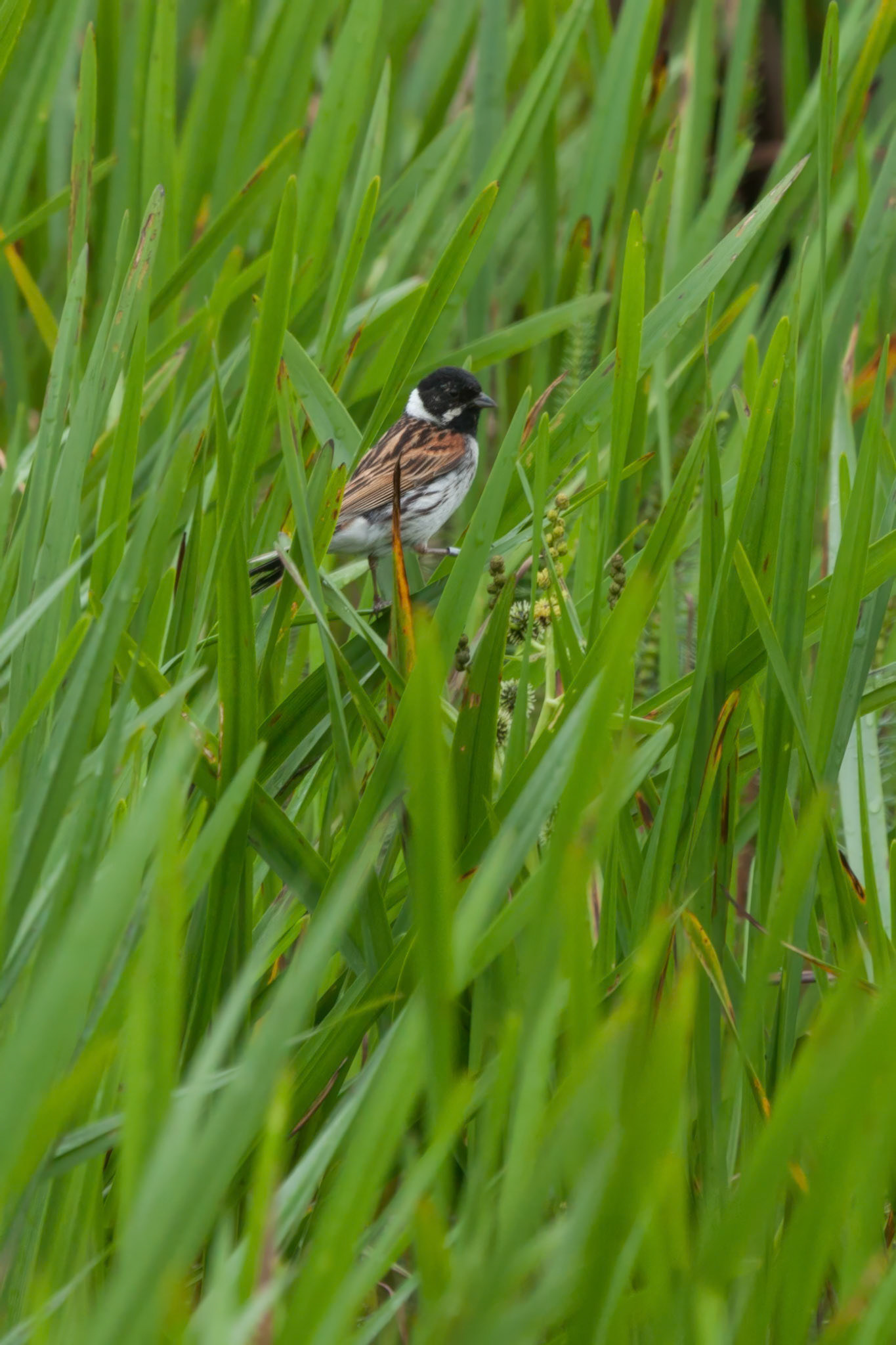 Male Reed Bunting