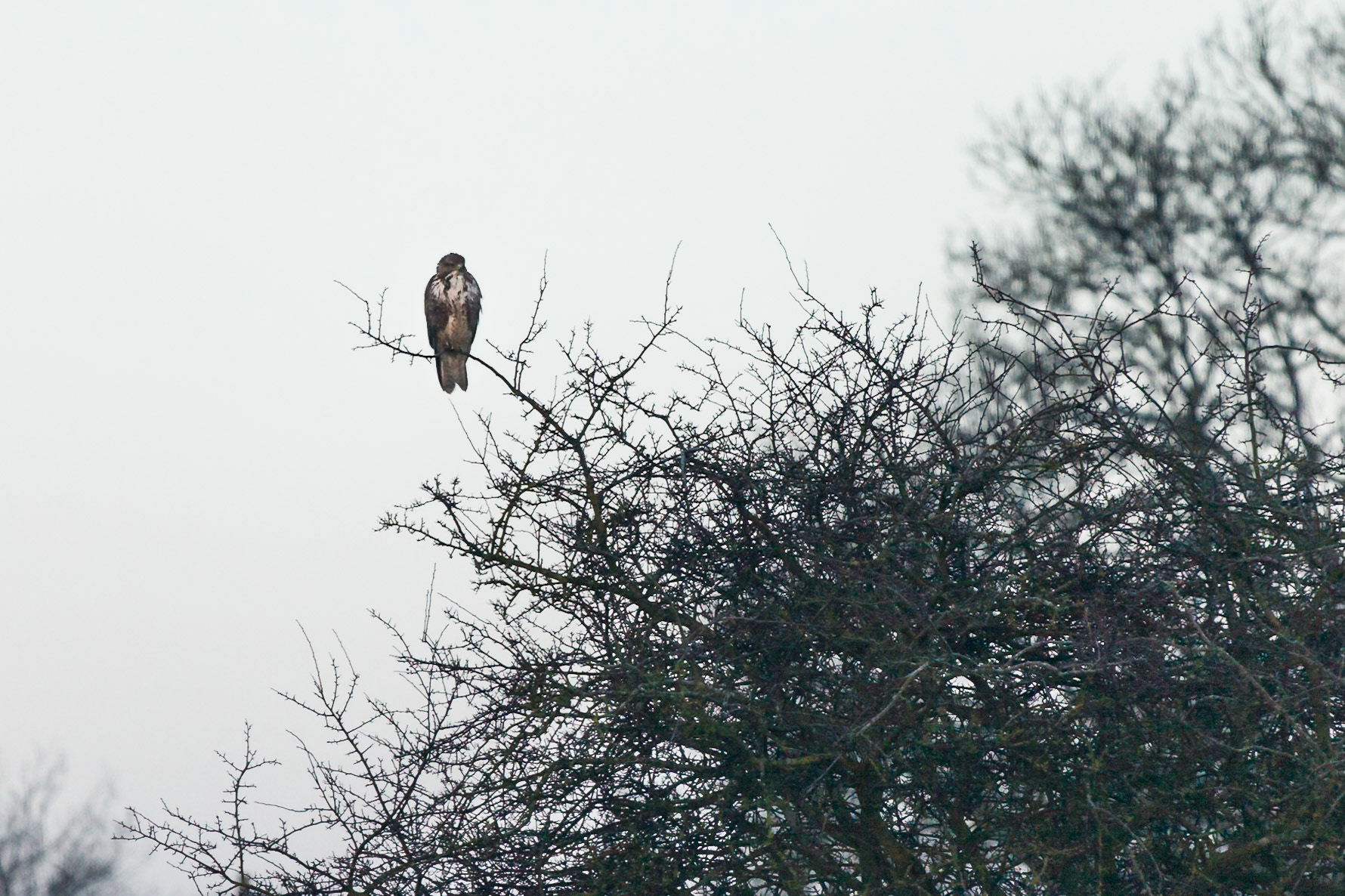 Buzzard