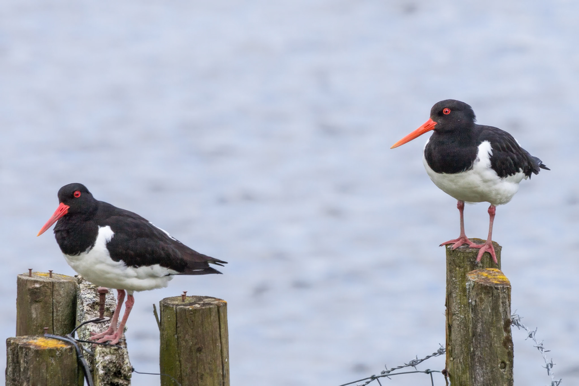 RSPB Ynis-Hir