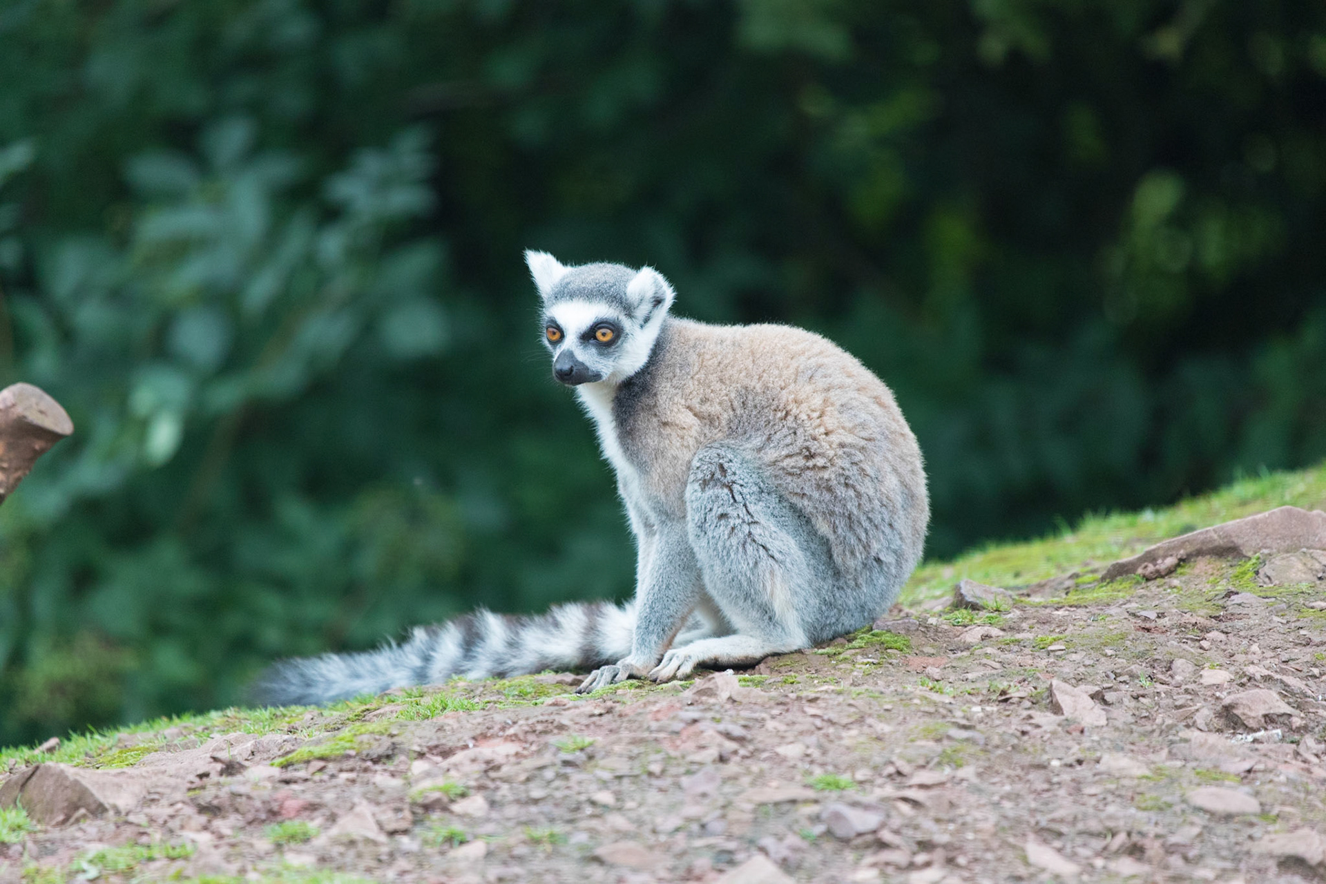 South Lakeland Safari Zoo