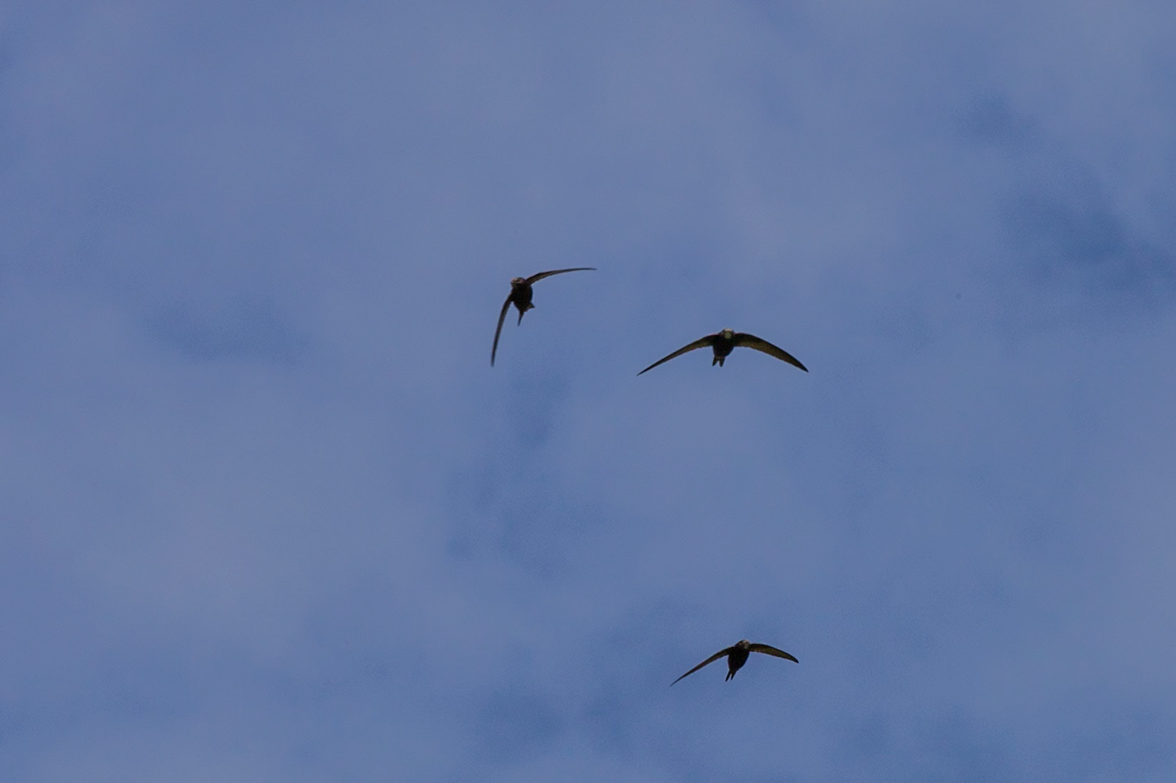 RSPB Conway. Best I could do in the wind and the speed they fly