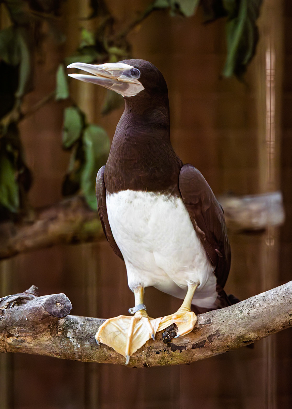 Jaguar Rescue Centre - Booby (naughty cannot be released)