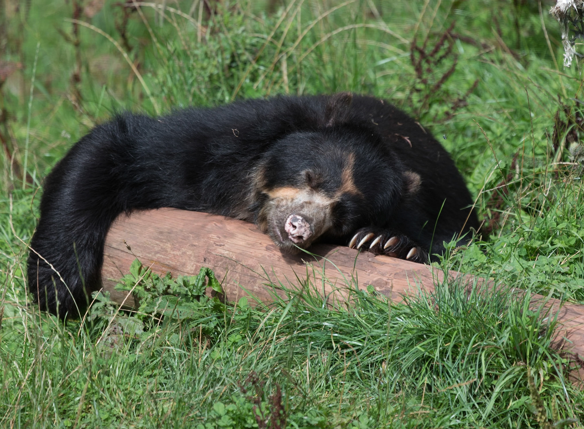 South Lakeland Safari Zoo