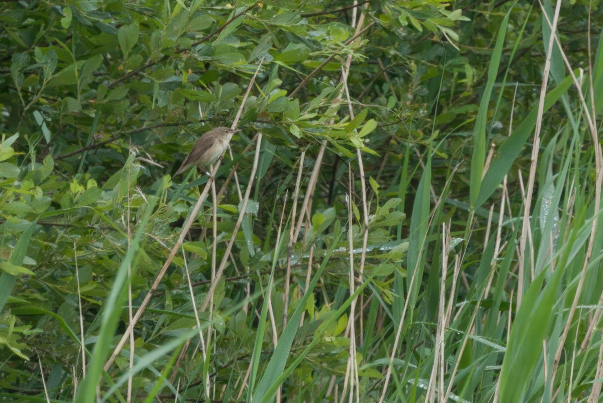 Warbler