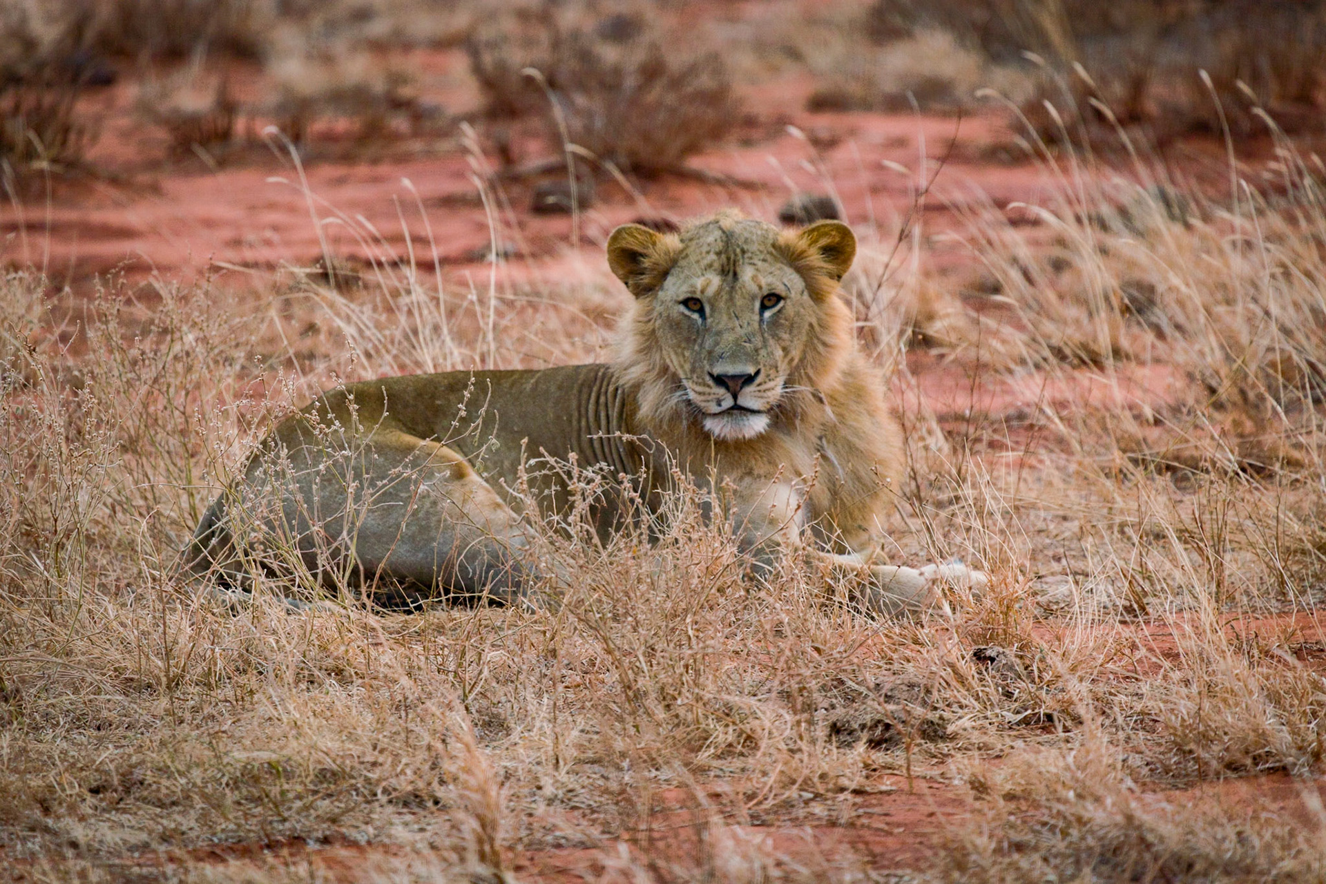 Tsavo Reserves, Kenya
