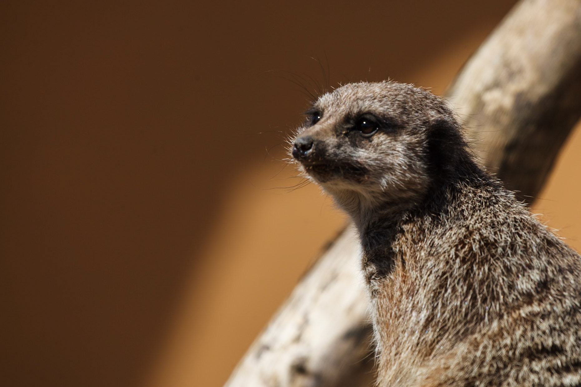 Blackbrook Zoological Park