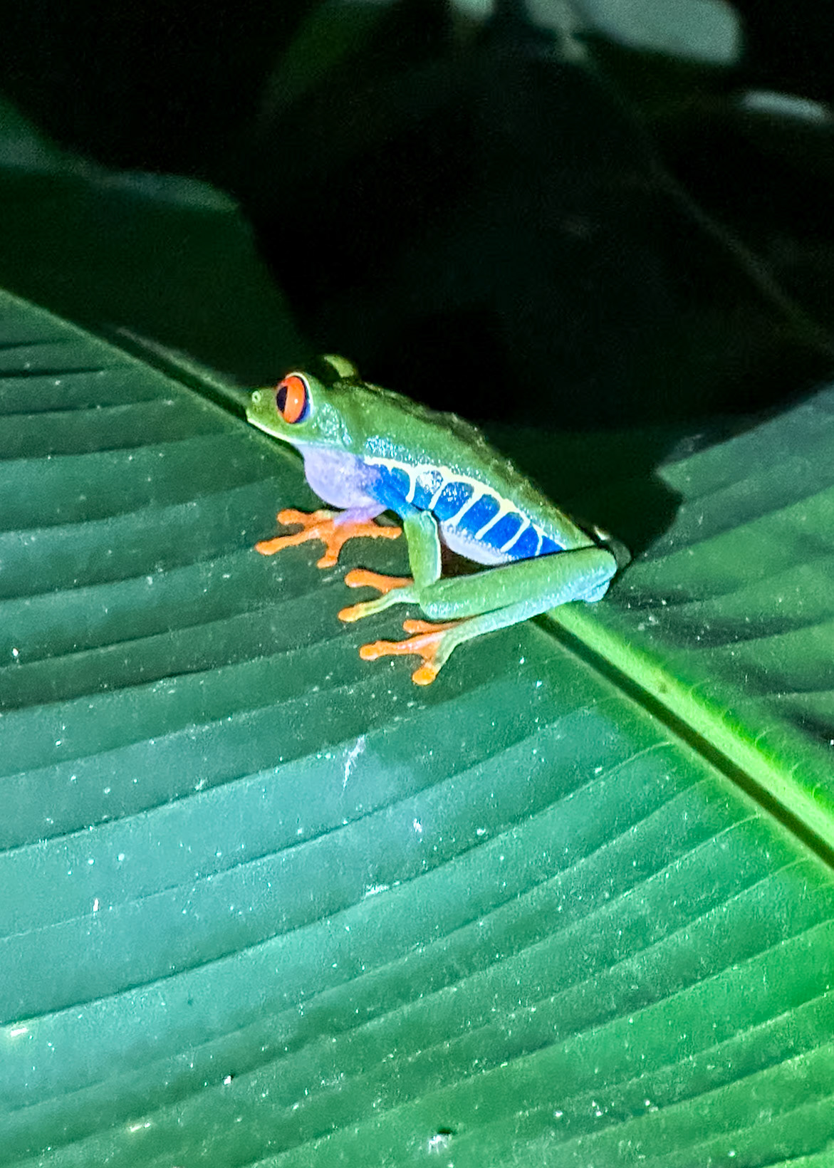Gaudy Leaf Frog