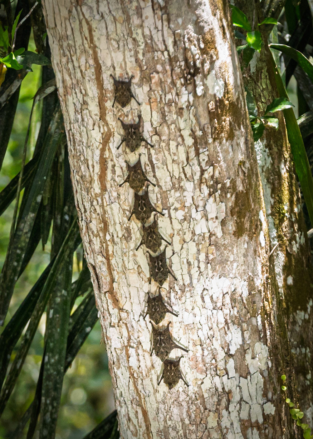 Long Nosed Bats