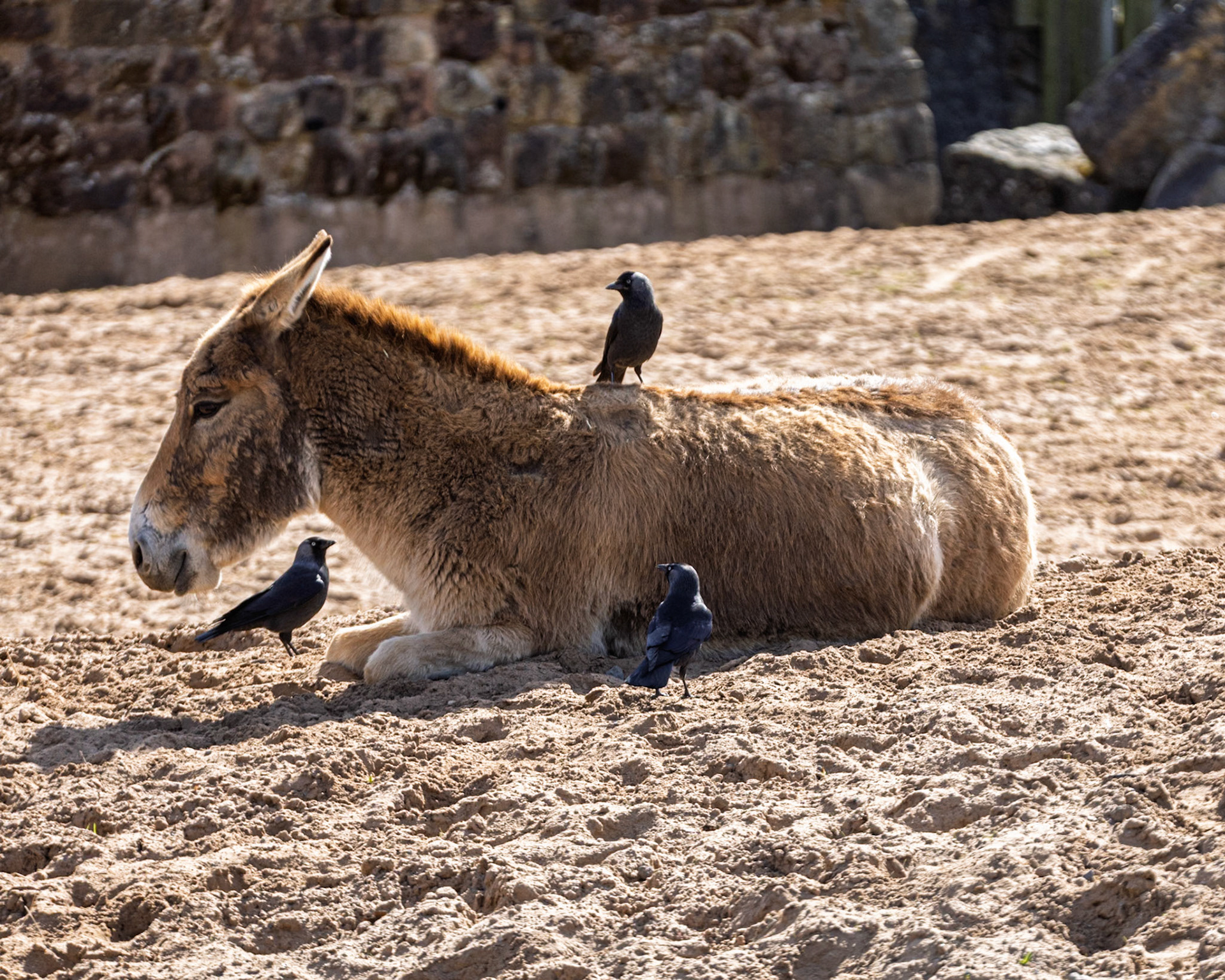 Oneger - Chester Zoo