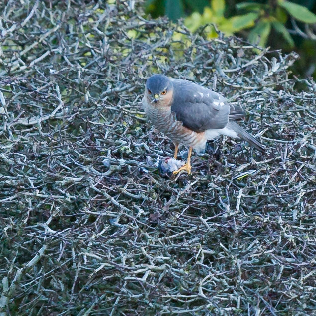 Sparrowhawk comes for breakfast, courtesy of my bird feeders.
