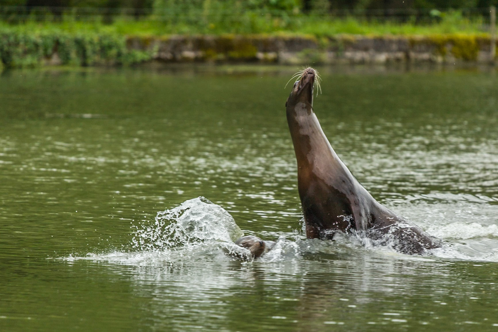 Longleat Safari and adventure Park
