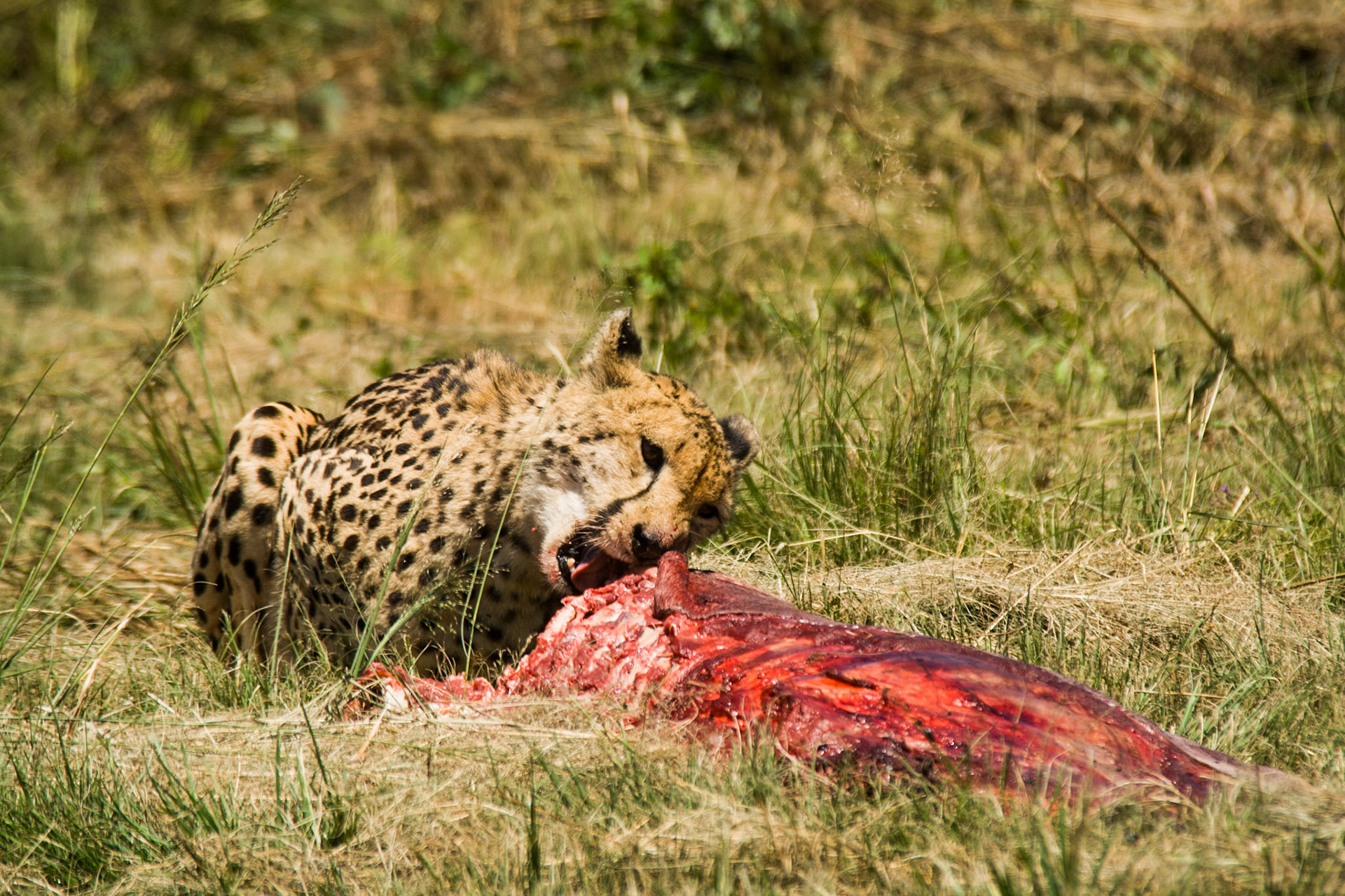 One large meal for one cat