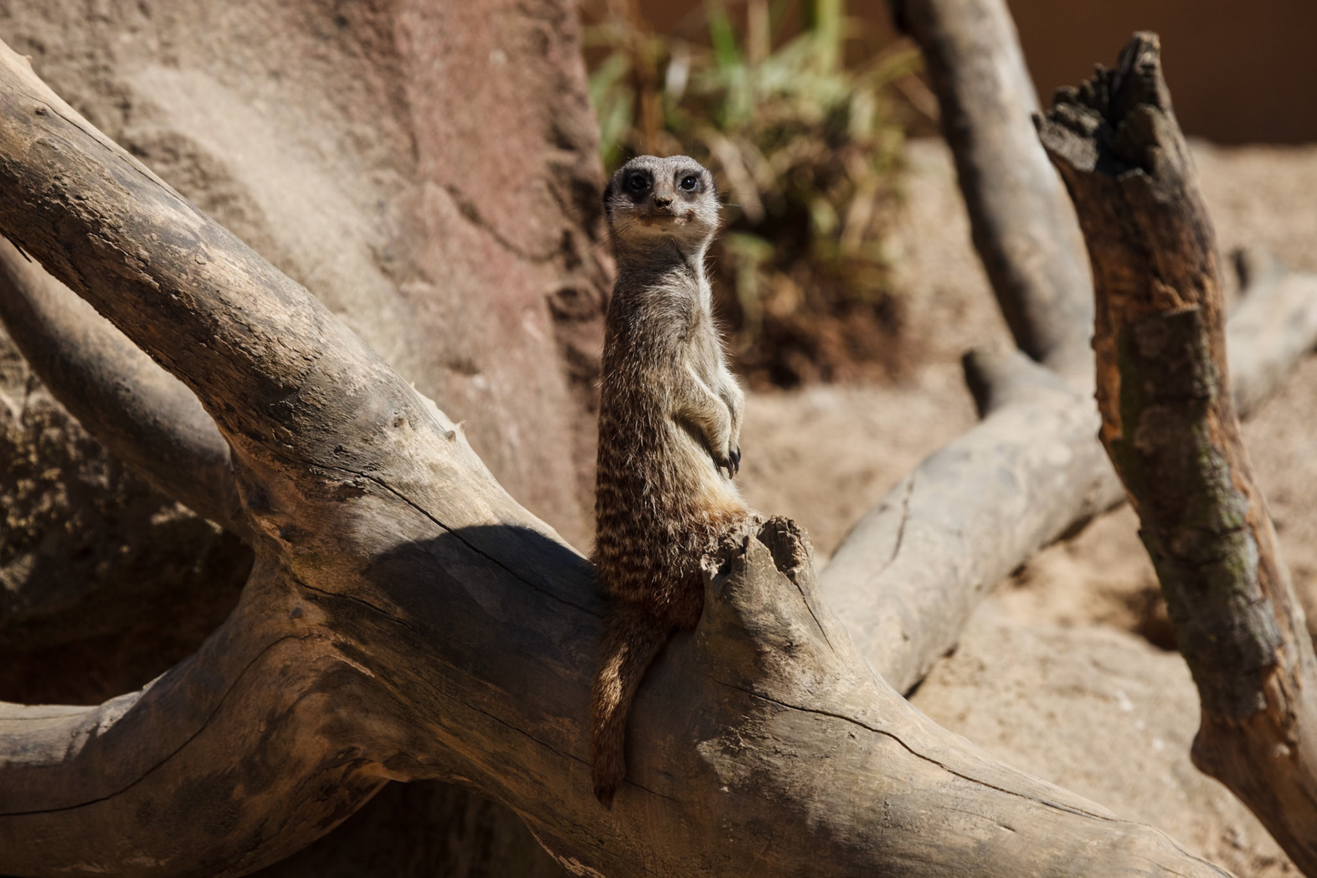 Meerkats, Blackbrrok Zoological Park