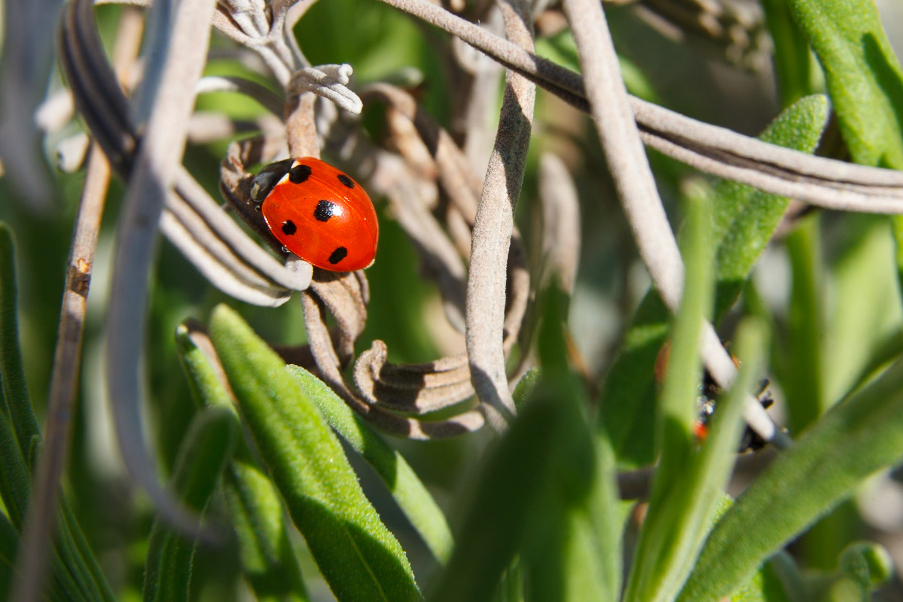 Lots of lady birds this year