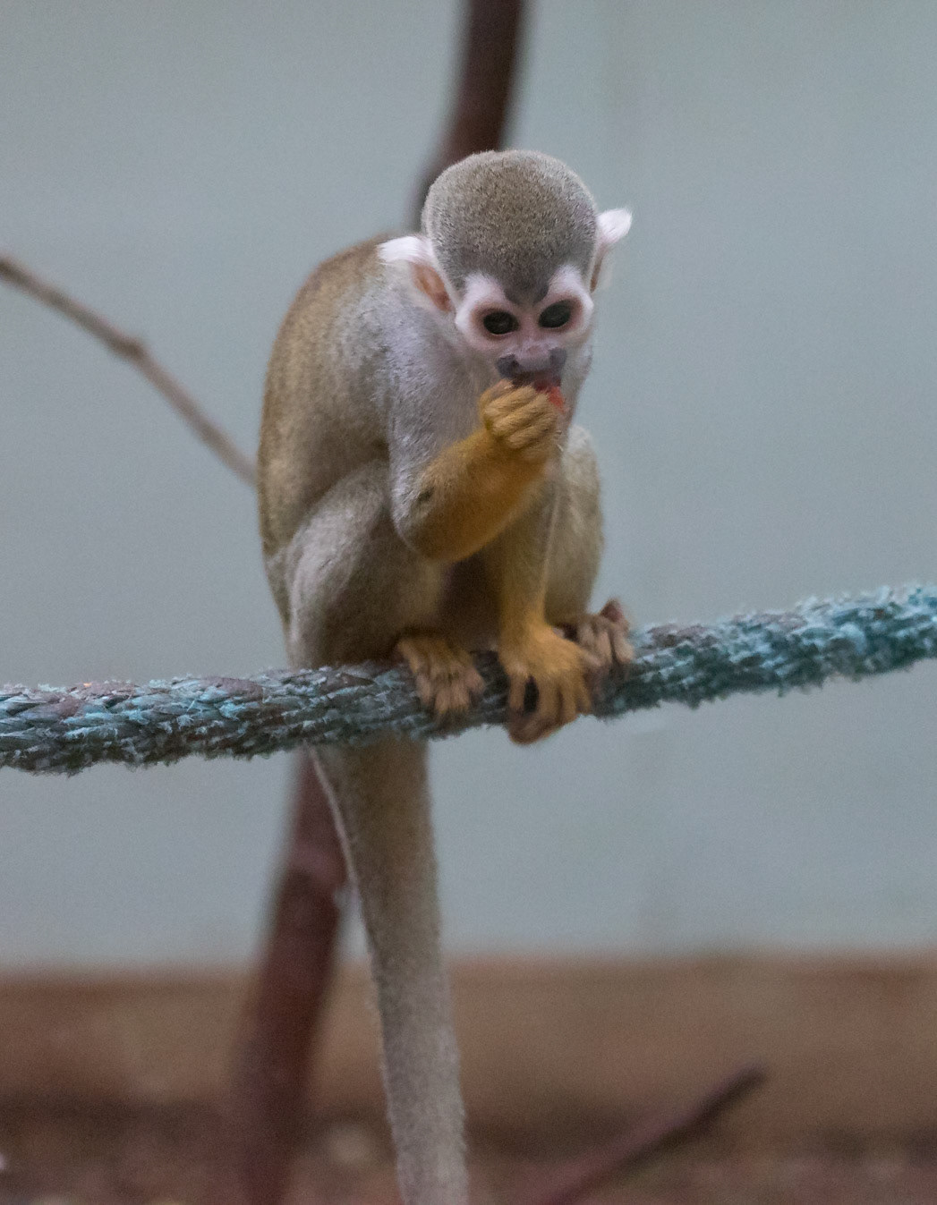South Lakeland Safari Zoo