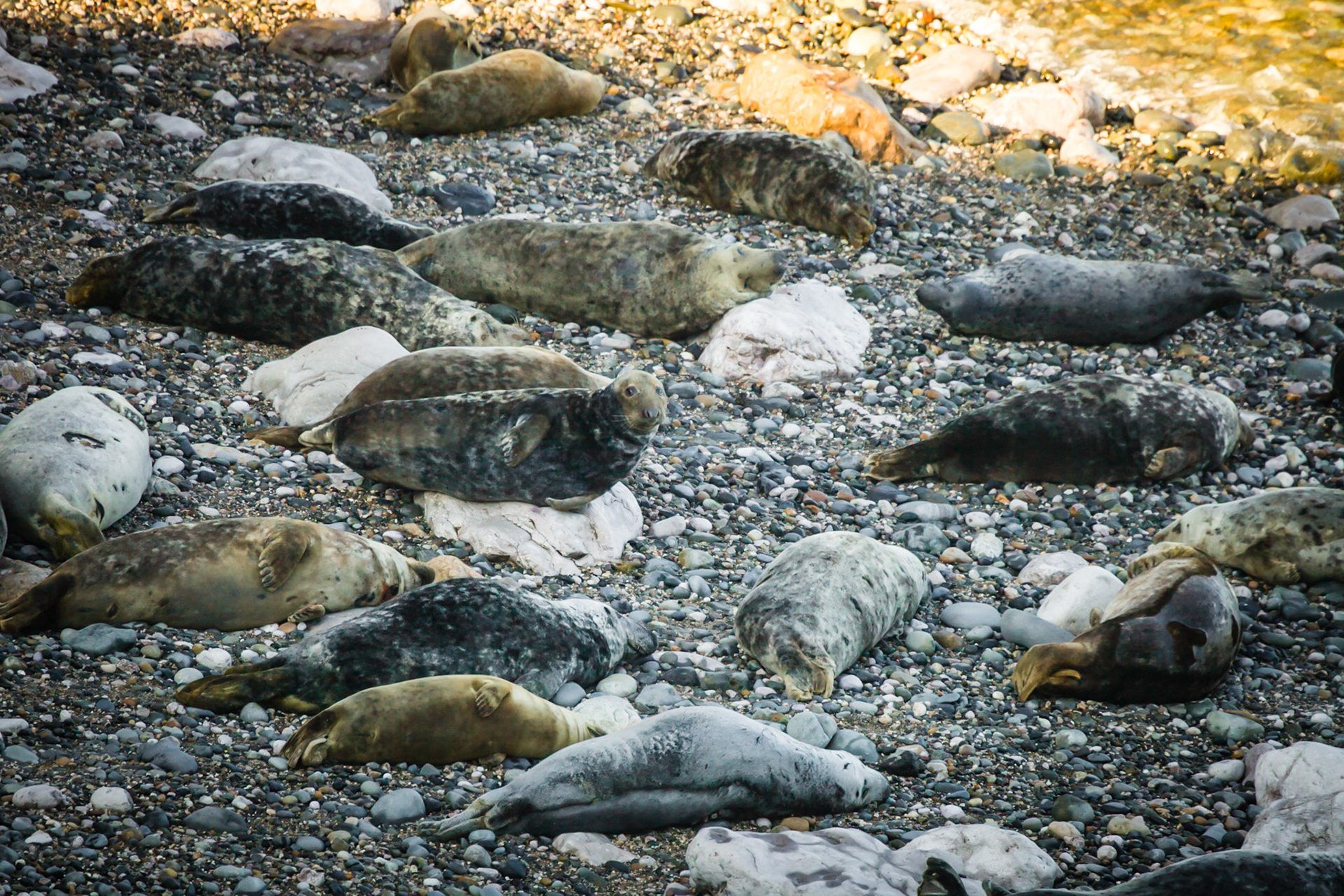 Small colony of Seals breeding on a small beach off the Little Orme