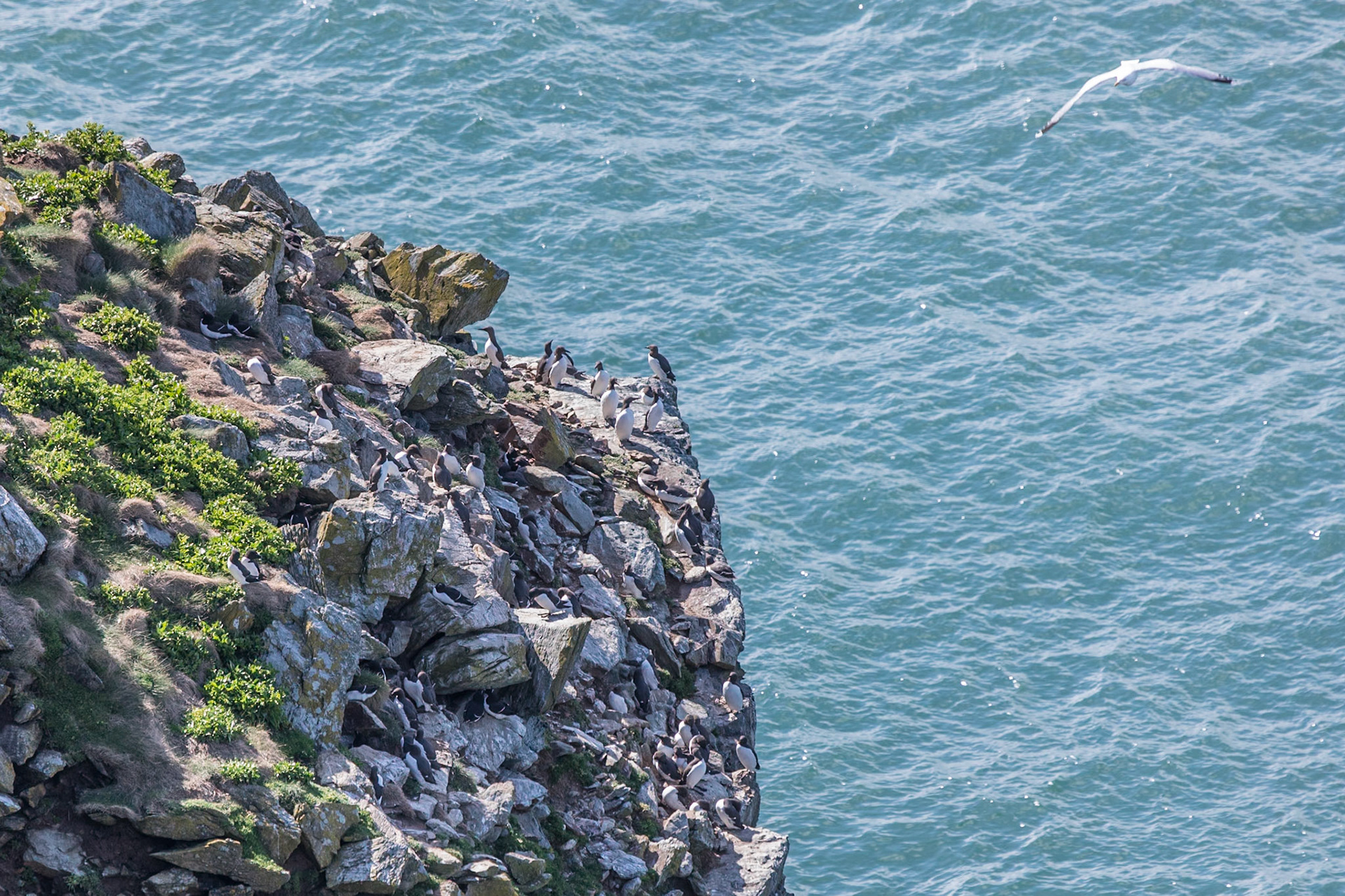 RSPB South Stack