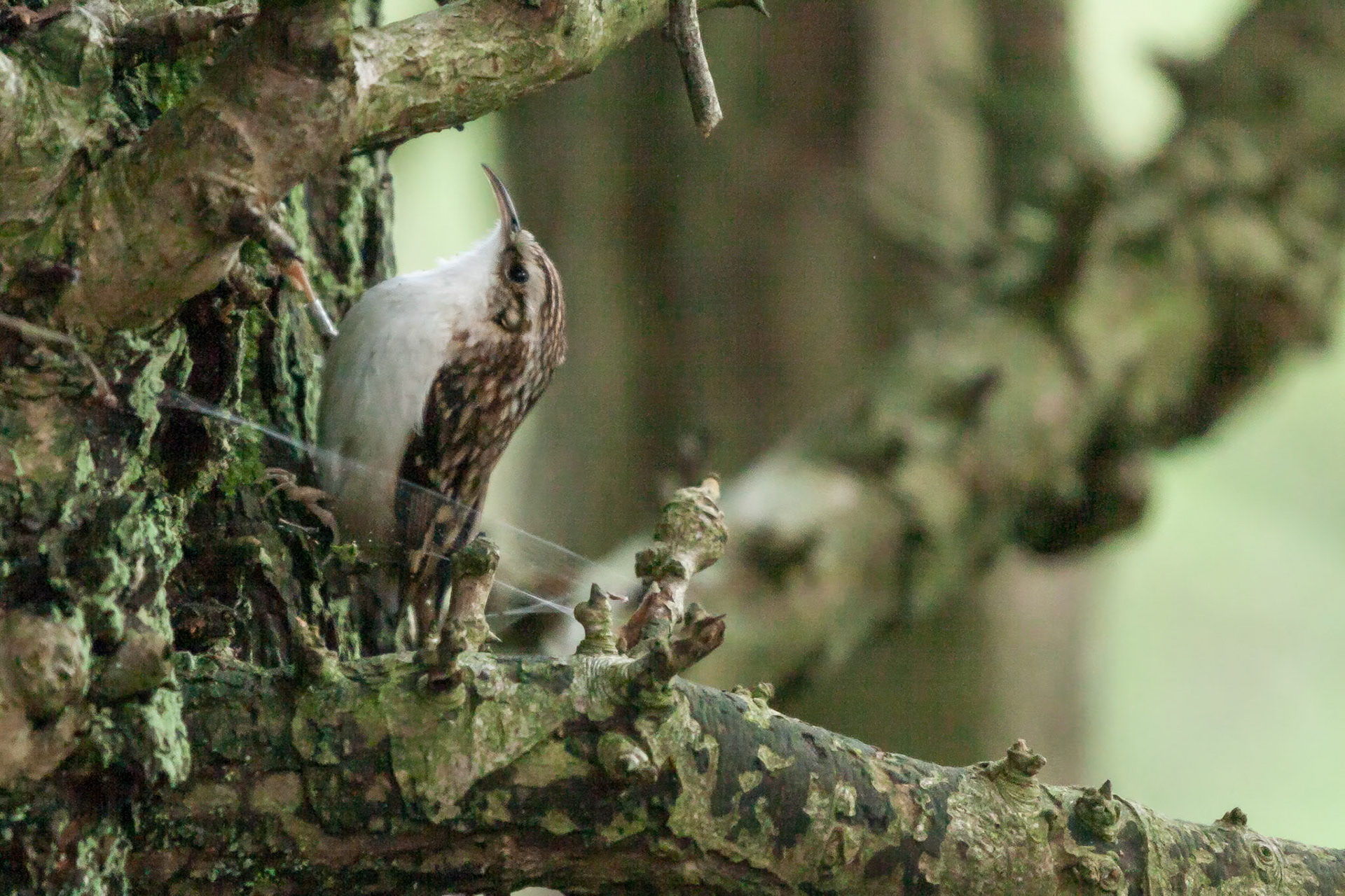 RSPB Leighton Moss