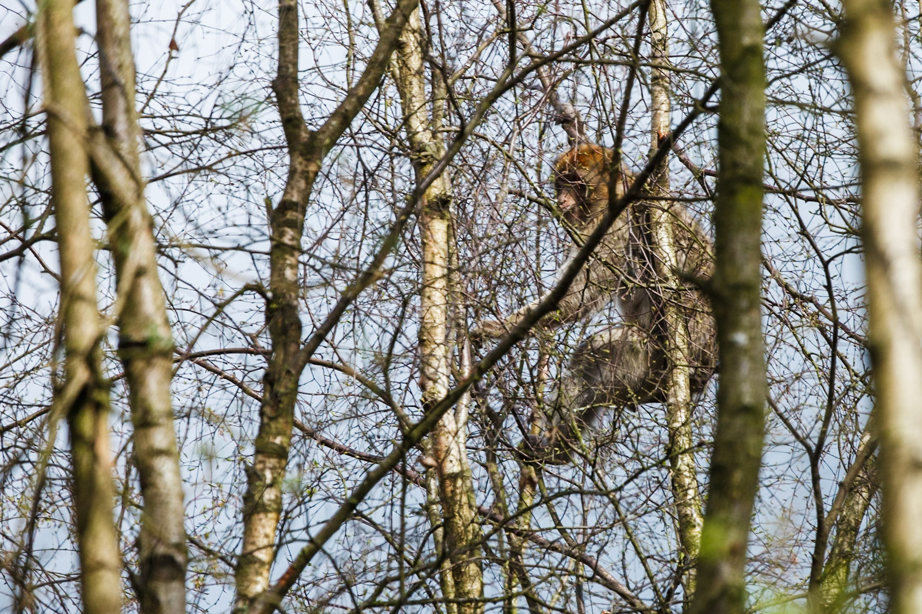 Trentham Monkey Forest, Barbary Macaques