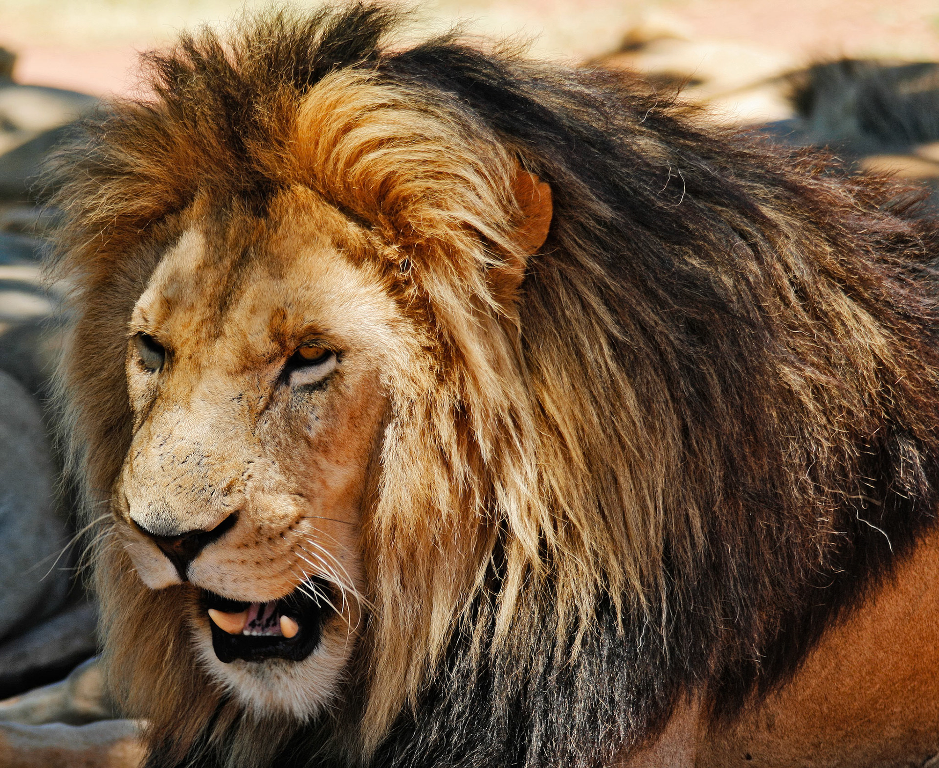 Time fo another snooze before food  - Rhino and Lion Nature Reserve SA