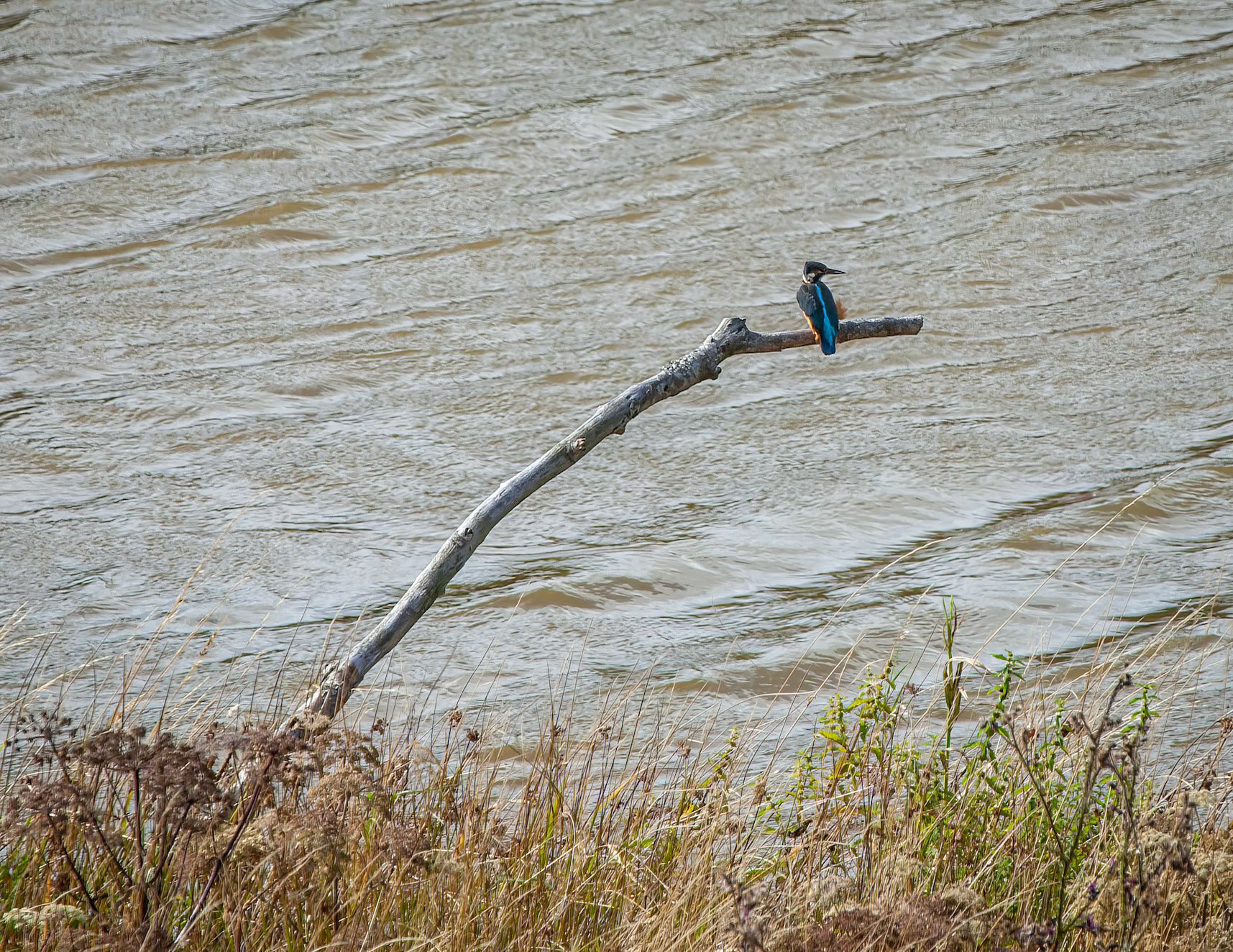 RSPB Ynys-hir reserve