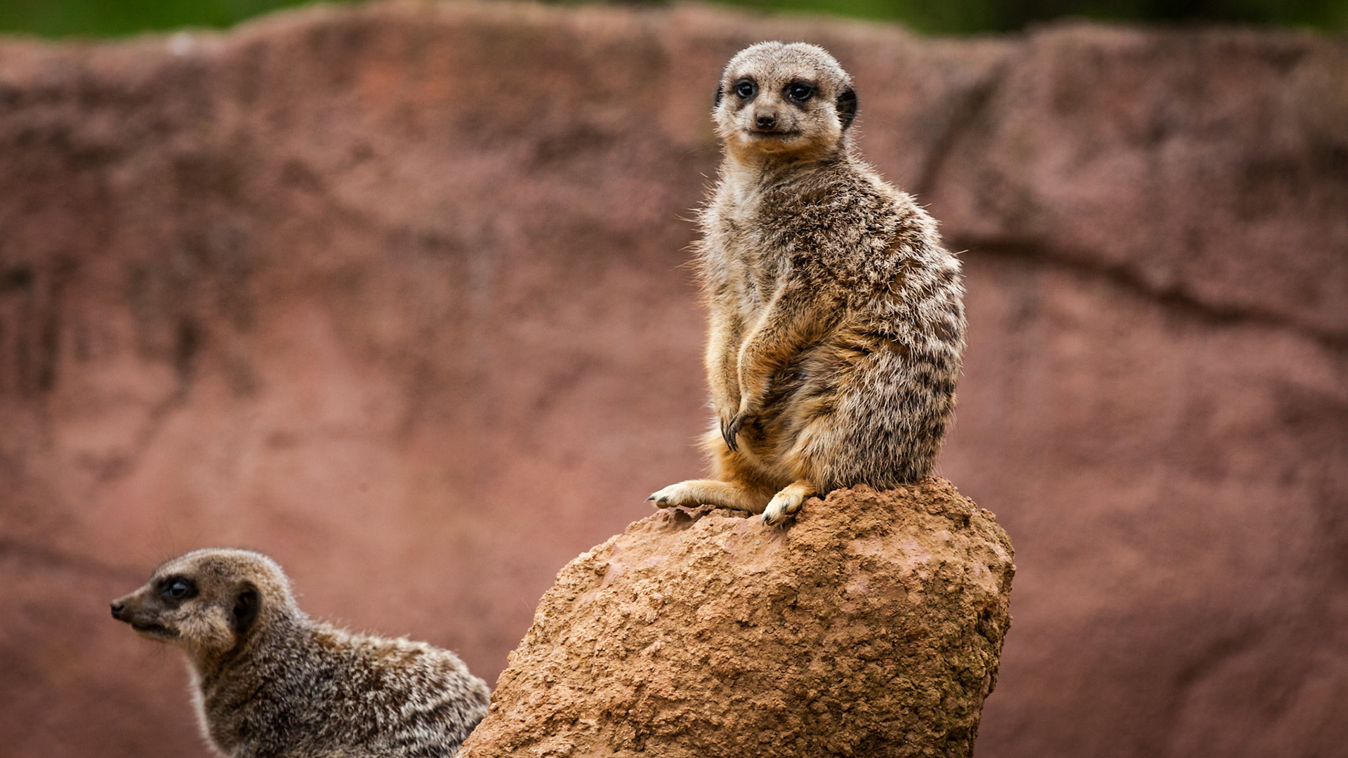 Chester Zoo