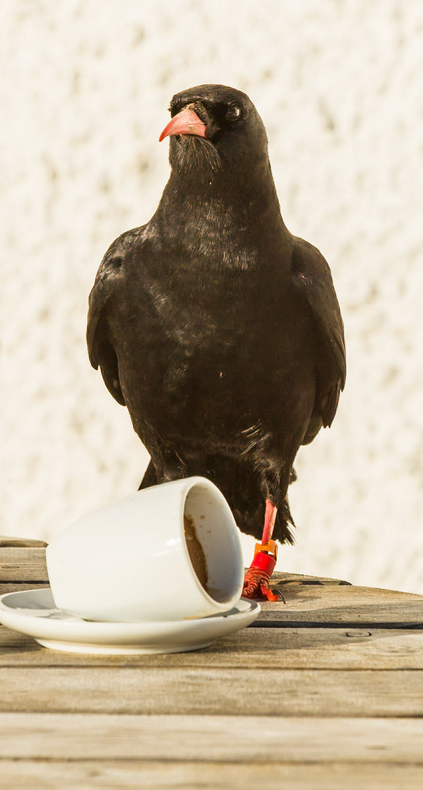 South Stack RSPB Reserve, Not the best table manners.