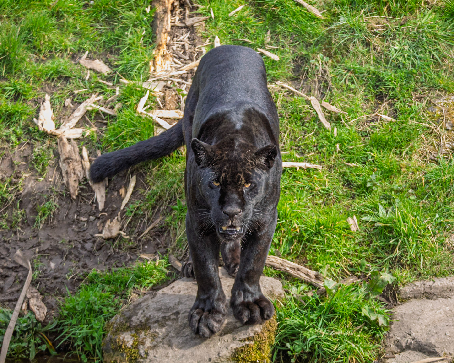 Jaguar - Chester Zoo