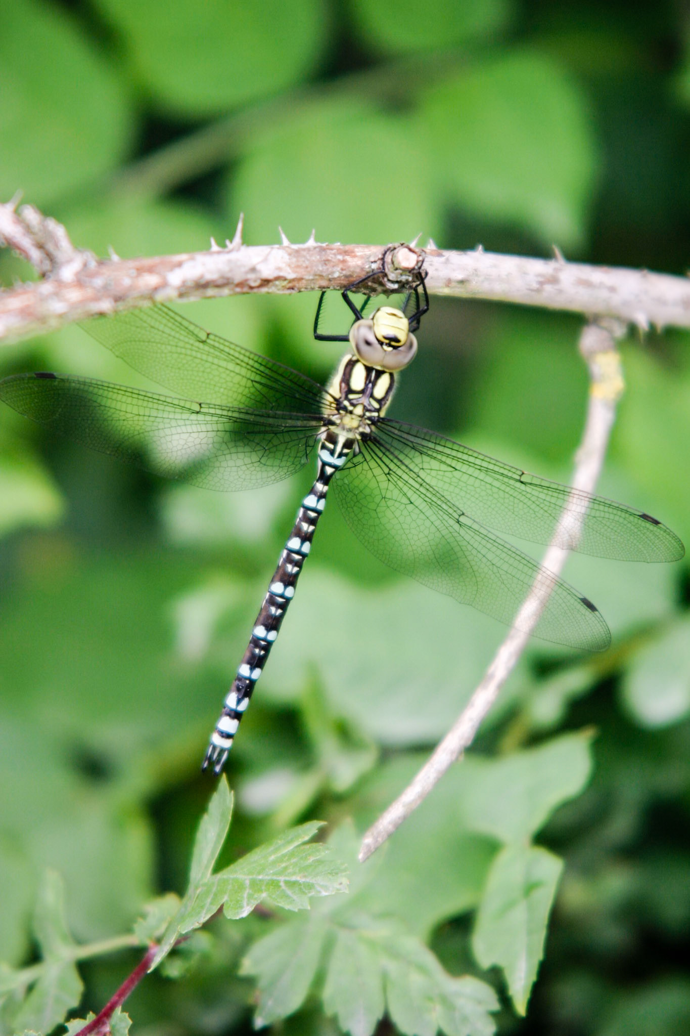 Missed my nose by inches then posed for a photograph - Carsington Water