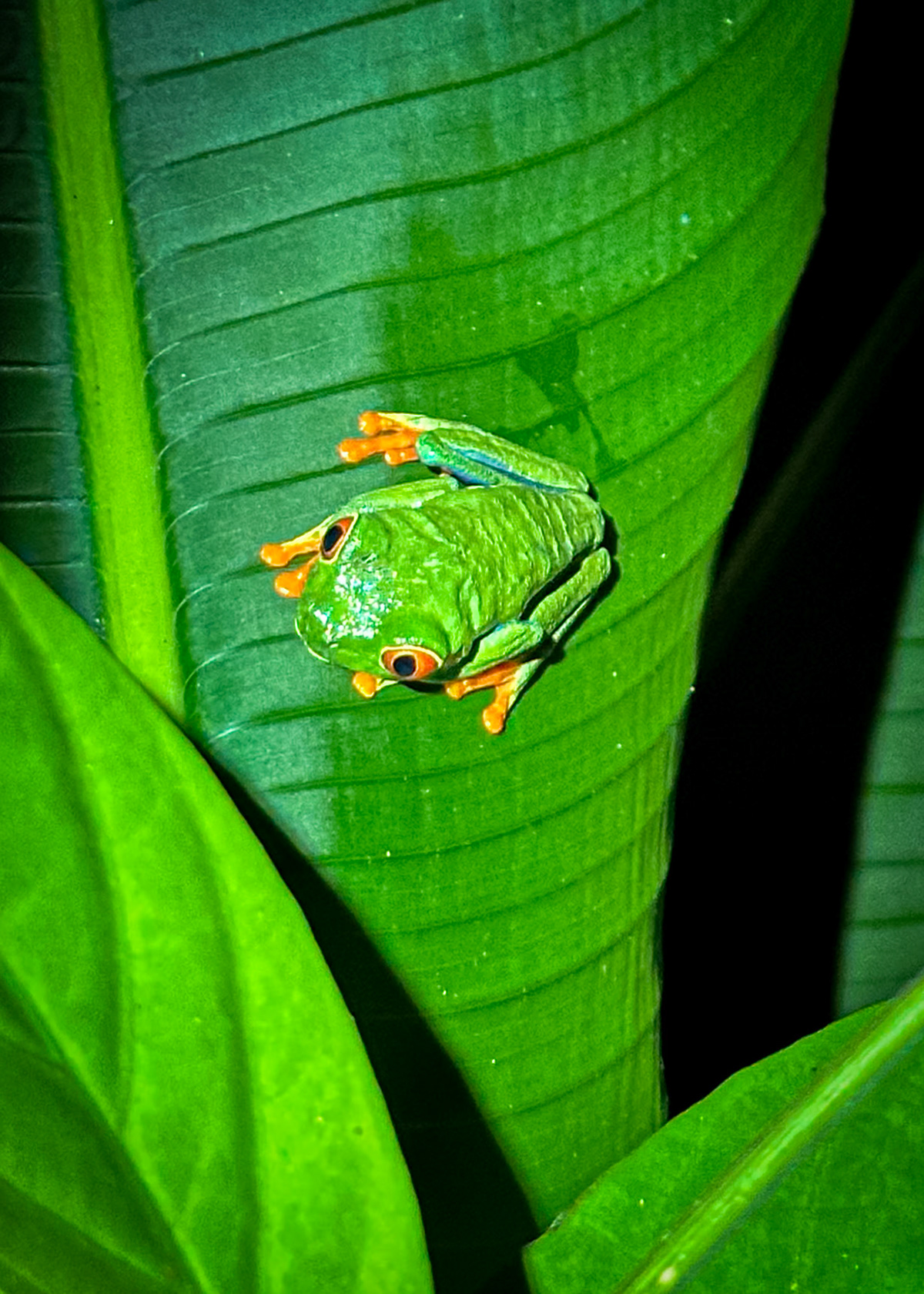 Gaudy Leaf Frog