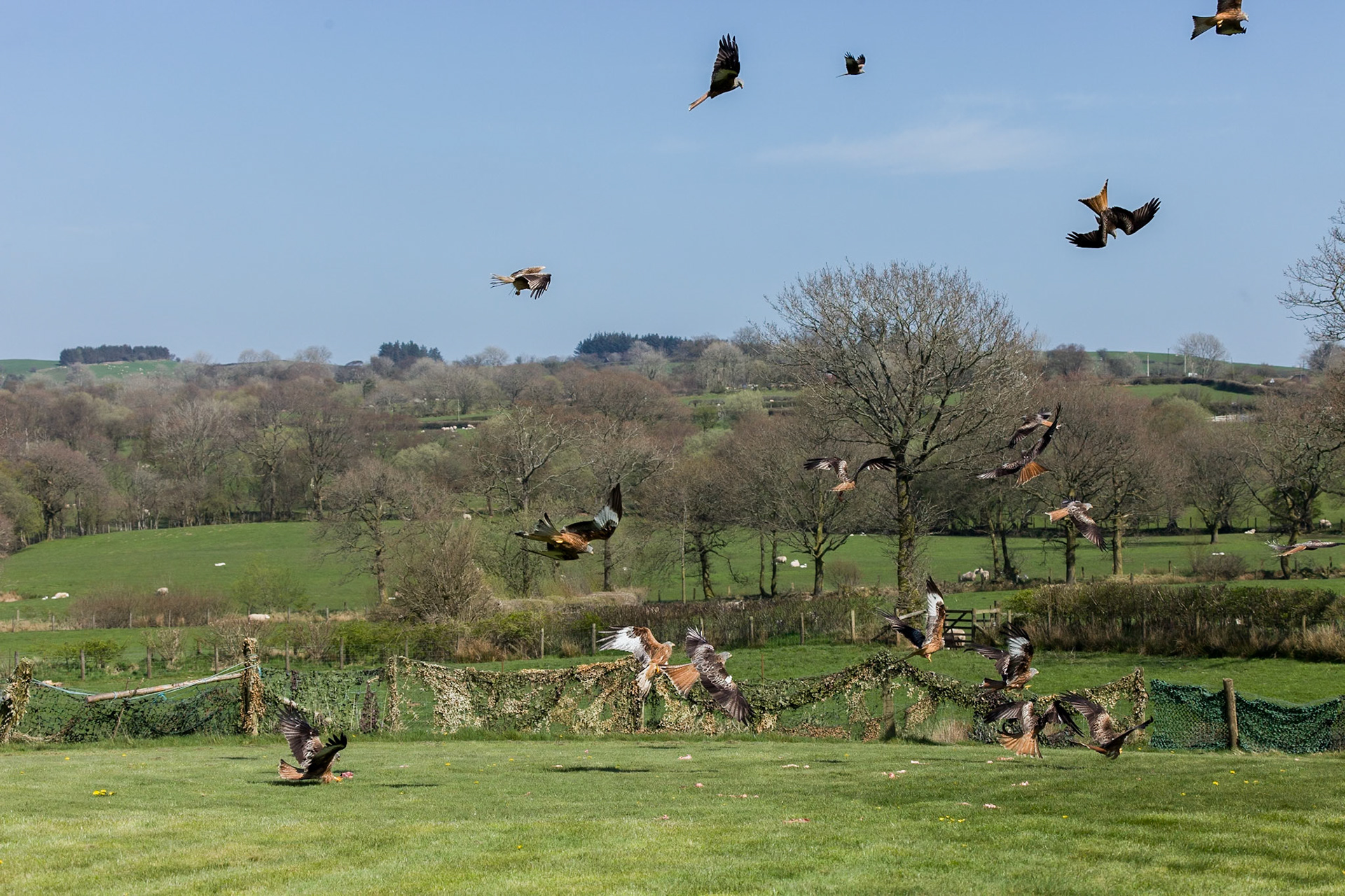 Brecon Beacons Feeding Centre