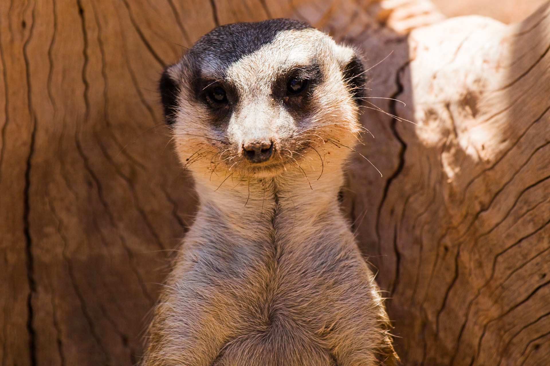Palmitos Park, Gran Canaria, Meerkats