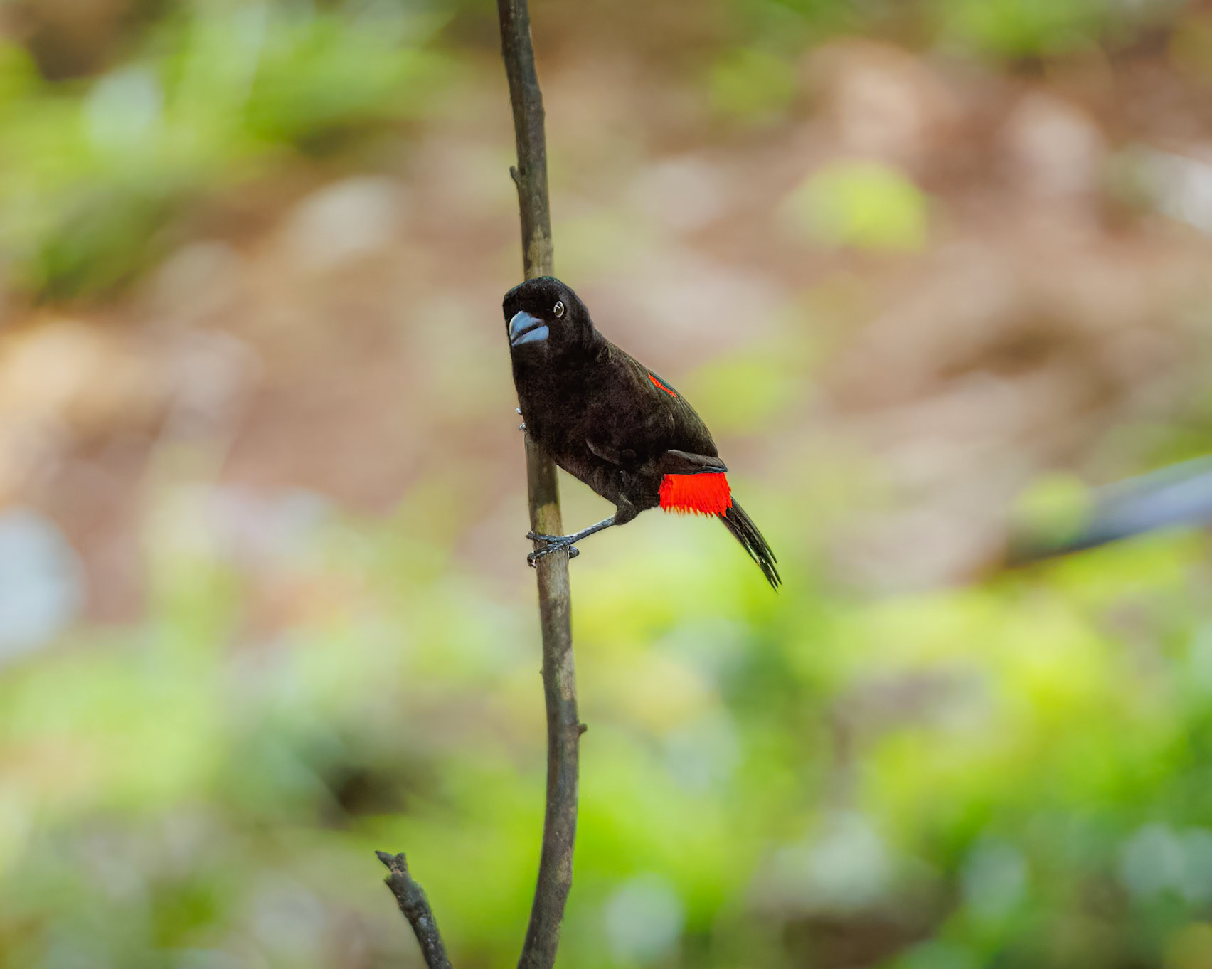 Scarlet-rumped Tanger
