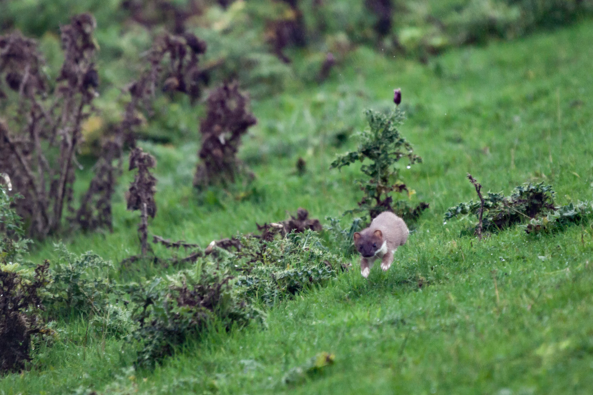 Stoat