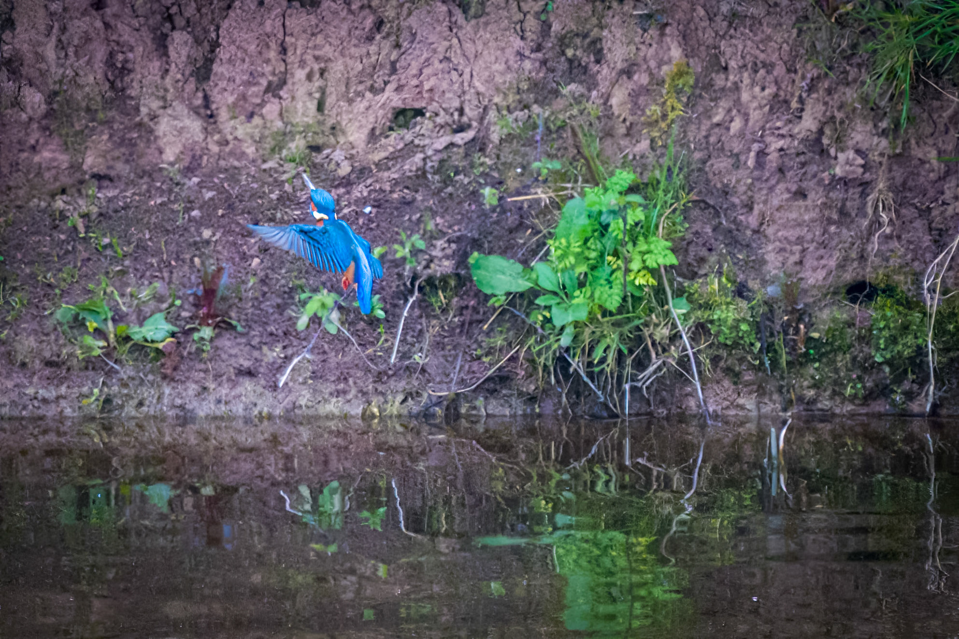 WWT Slimbridge