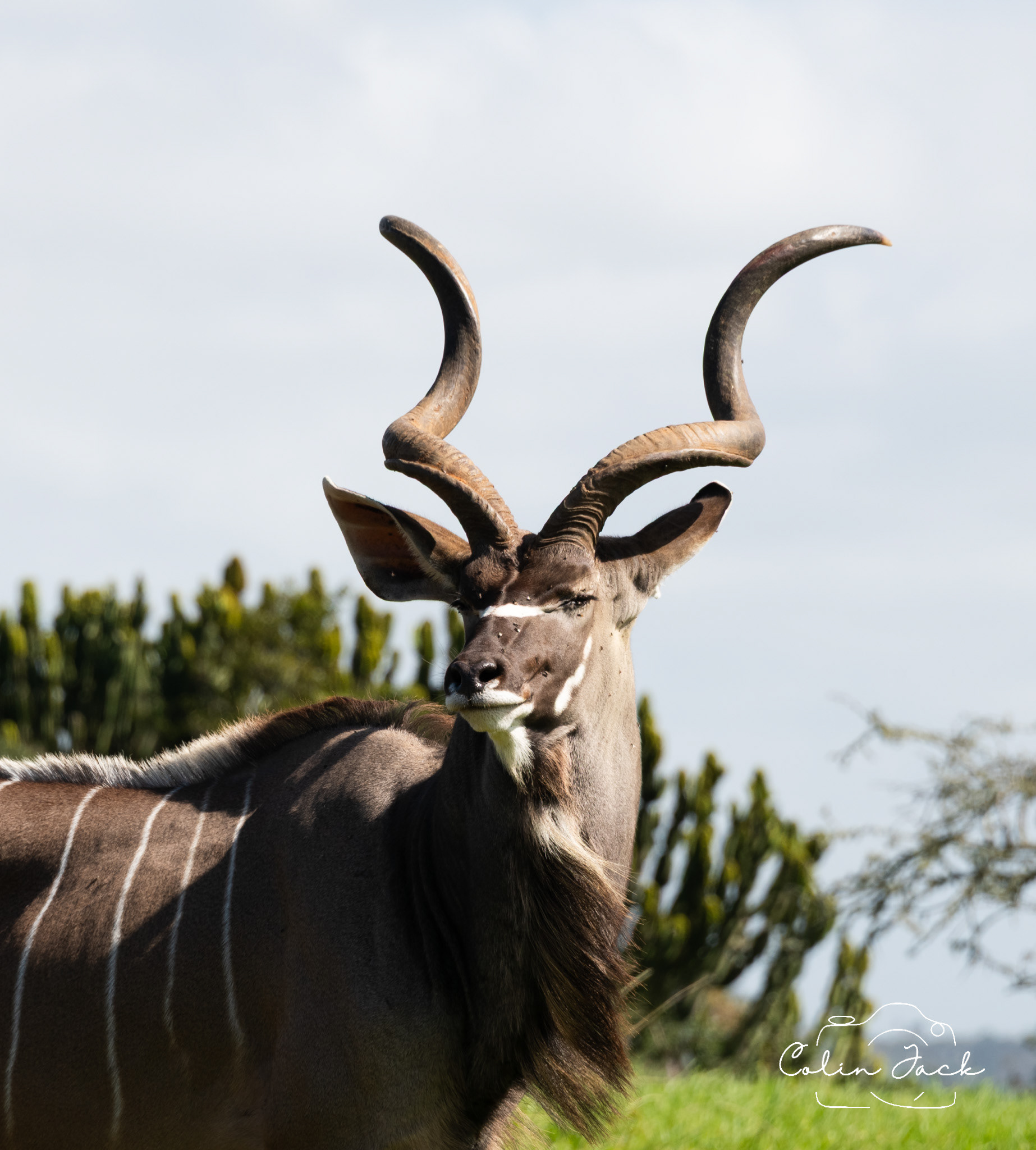 Kudu bull - Phezulu
