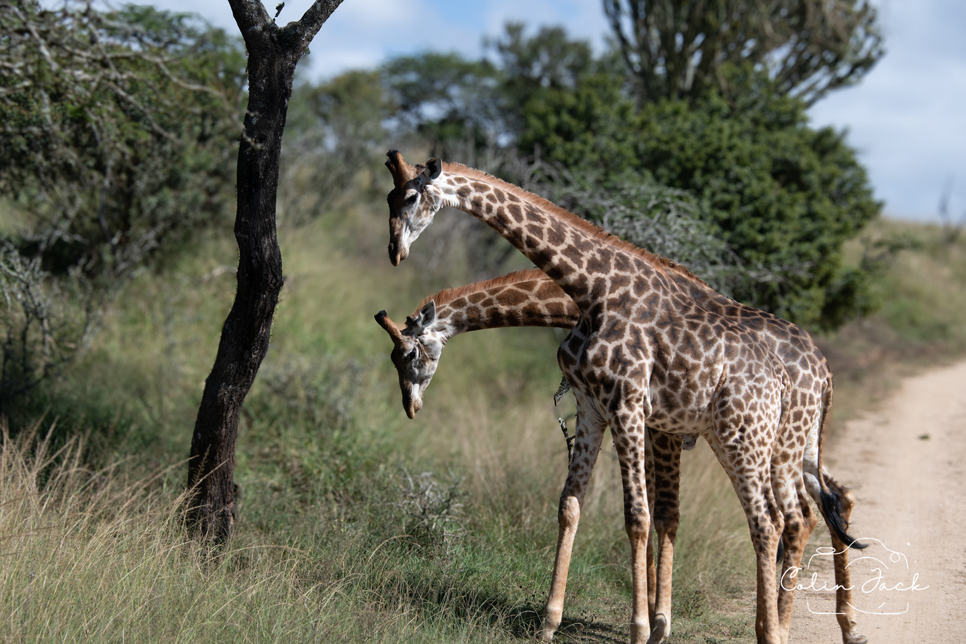 Young giraffe bulls - Phezulu