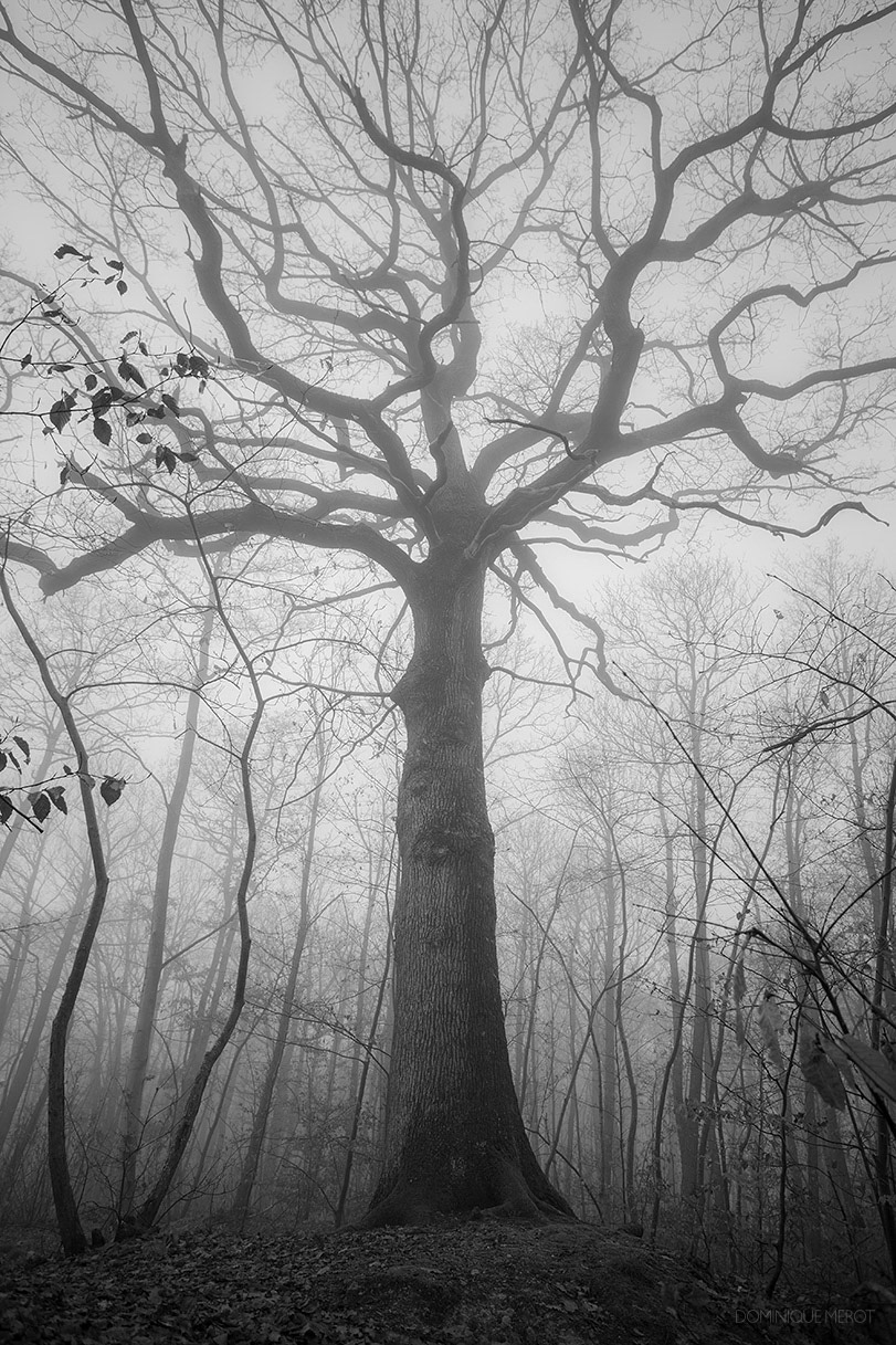 Forêt de Fausses-Reposes