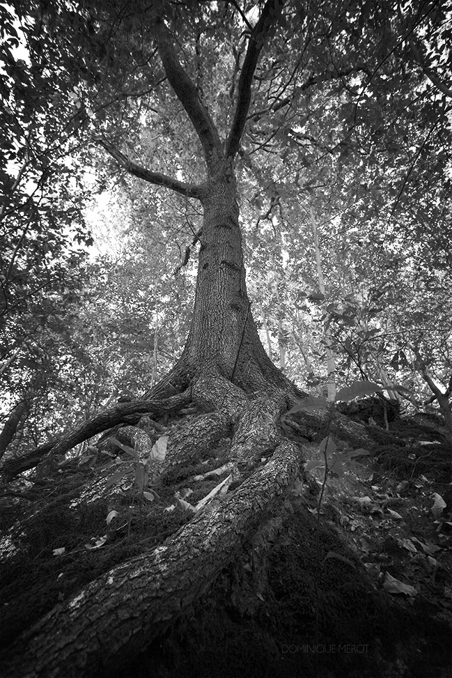 Forêt de Meudon